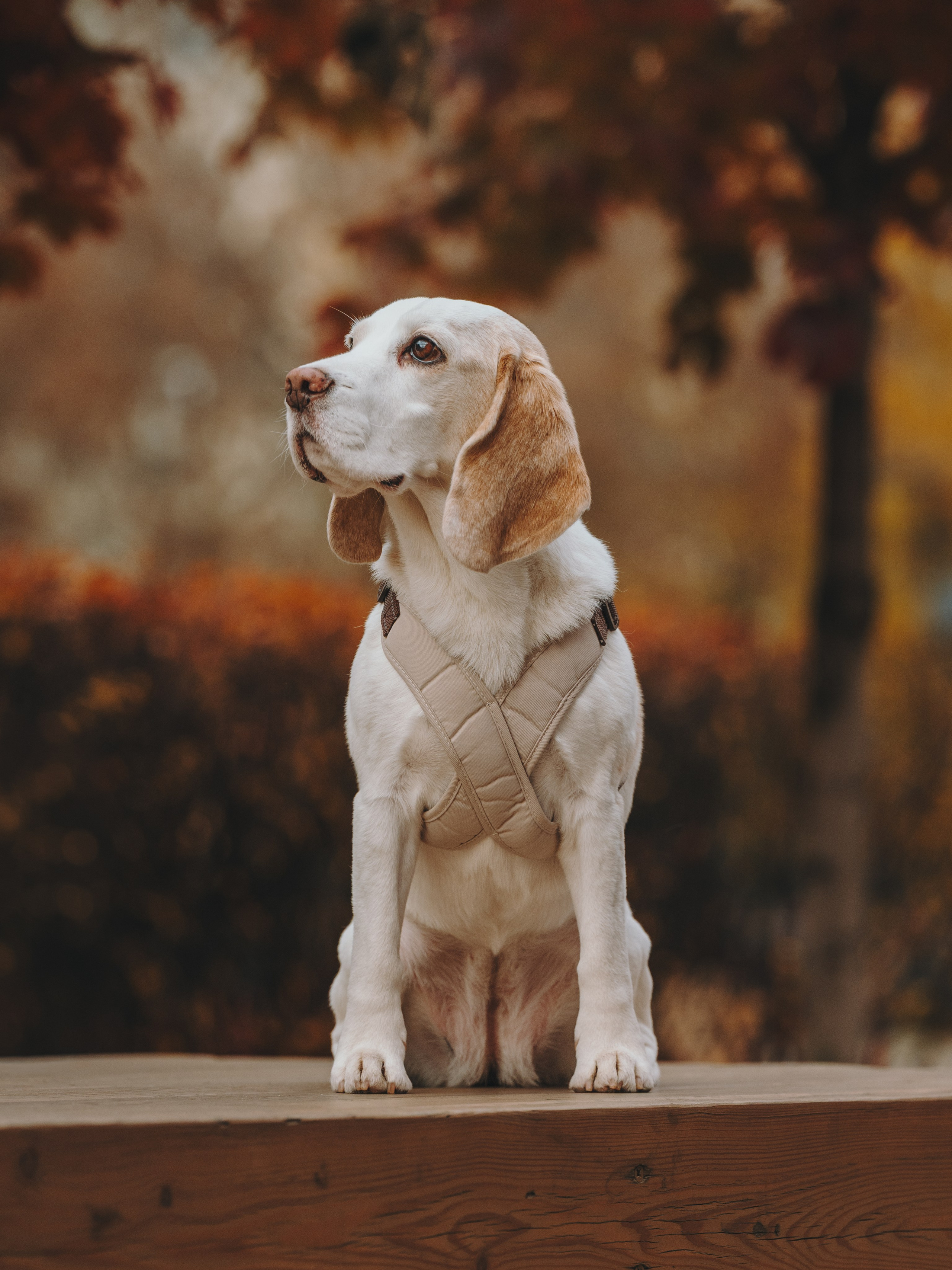 Pawsitive. Семейный фотограф анималист Ананьева Мария — Москва