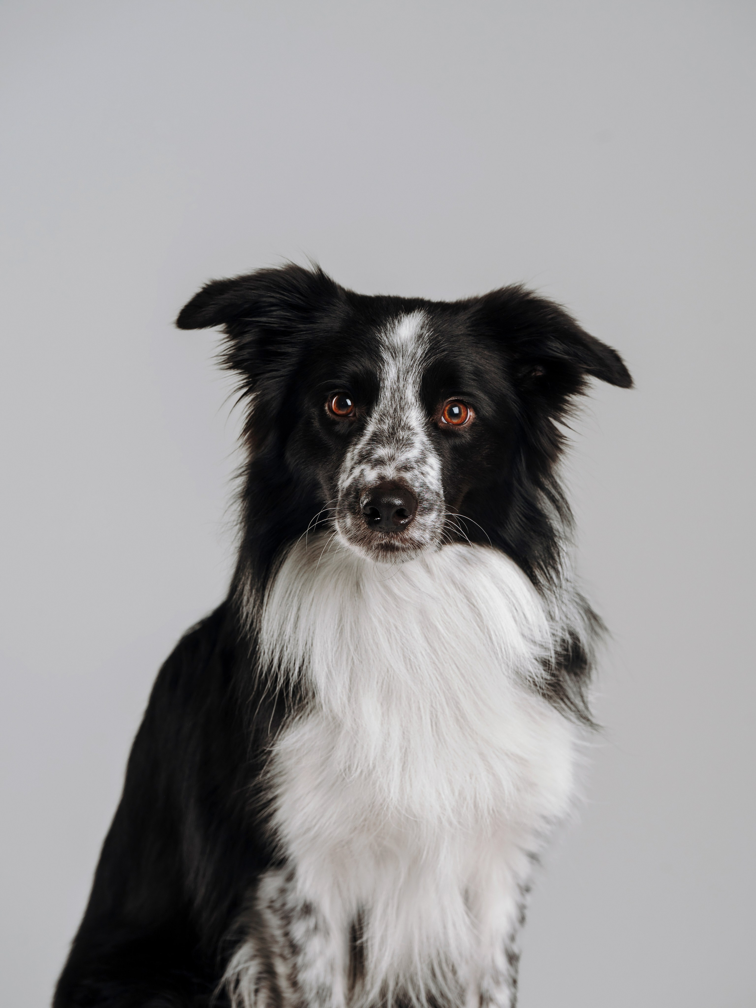 Настя, Рэги и Зена. Семейный фотограф анималист Ананьева Мария — Москва