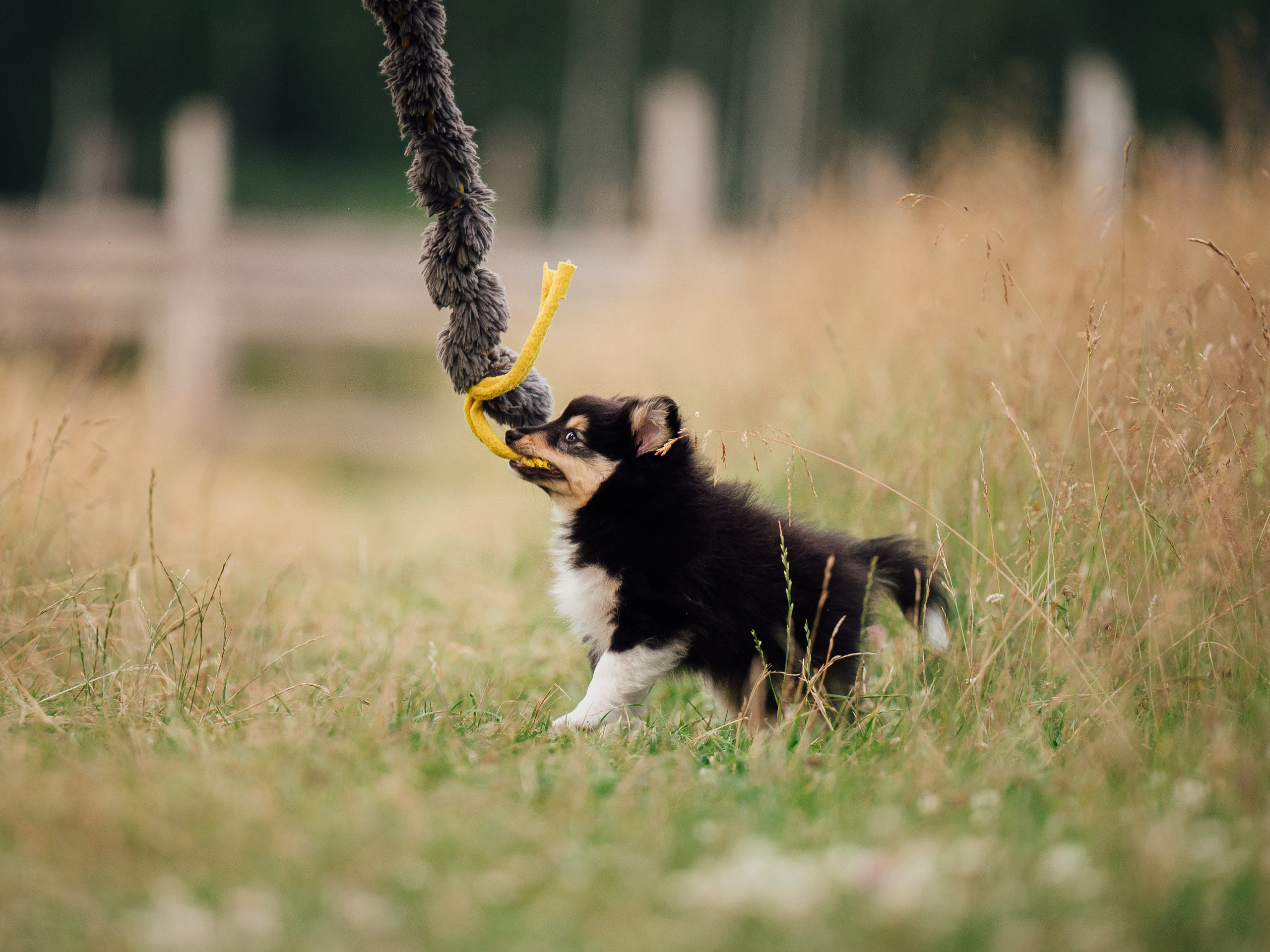 Шелти. Семейный фотограф анималист Ананьева Мария — Москва