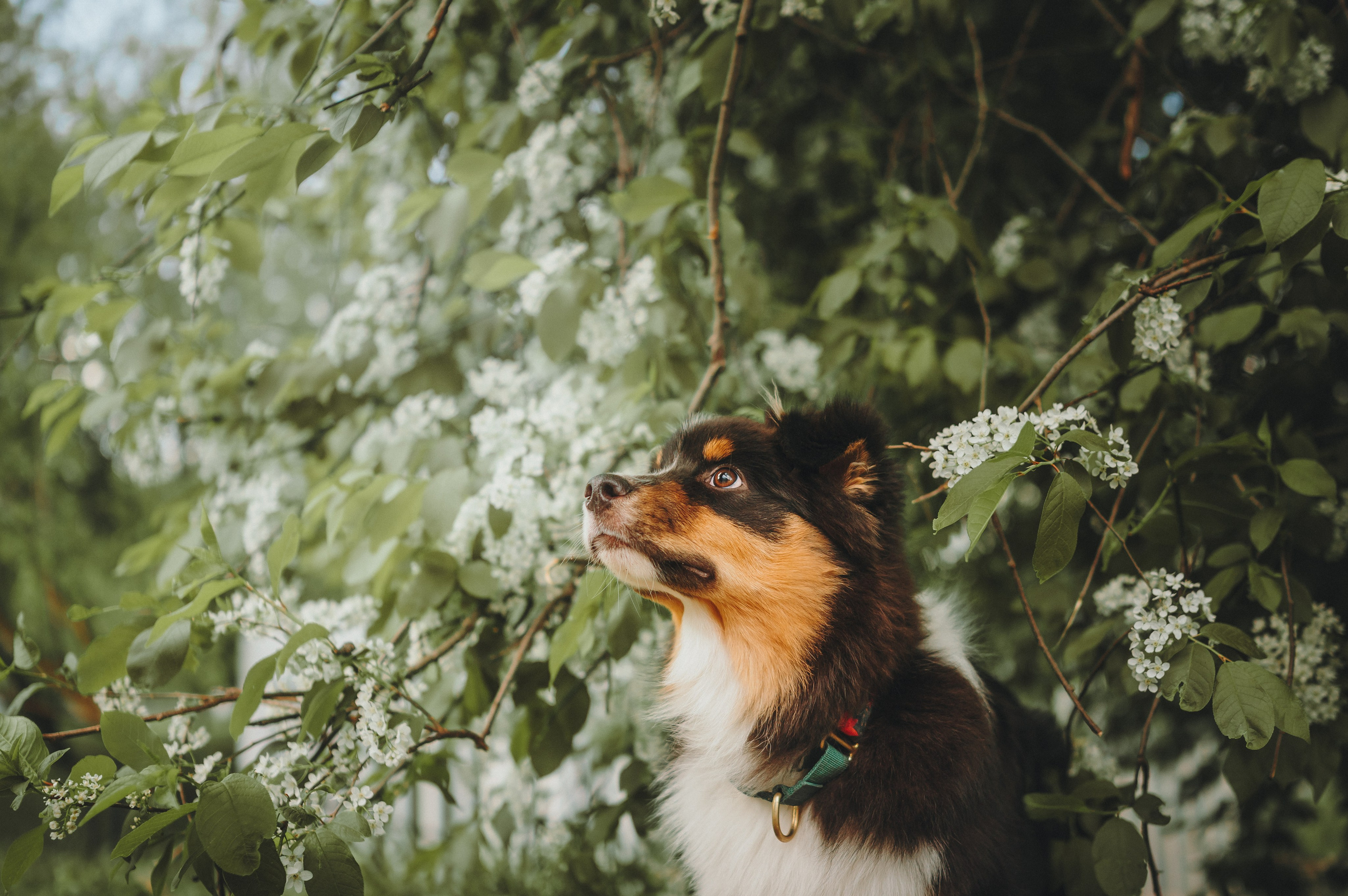 Софья и Сажик. Семейный фотограф анималист Ананьева Мария — Москва