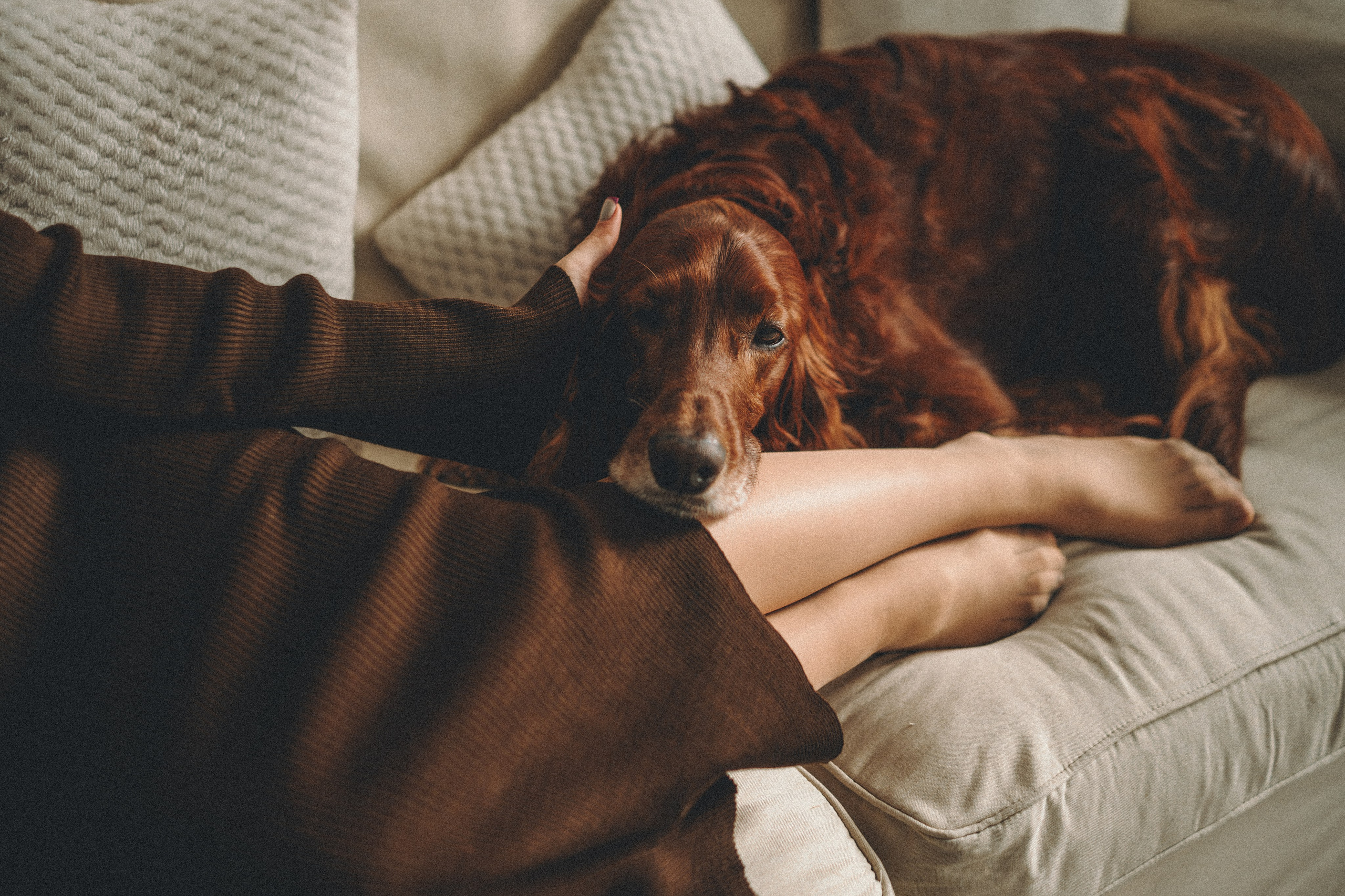 Маша, Илья и Локи. Семейный фотограф анималист Ананьева Мария — Москва