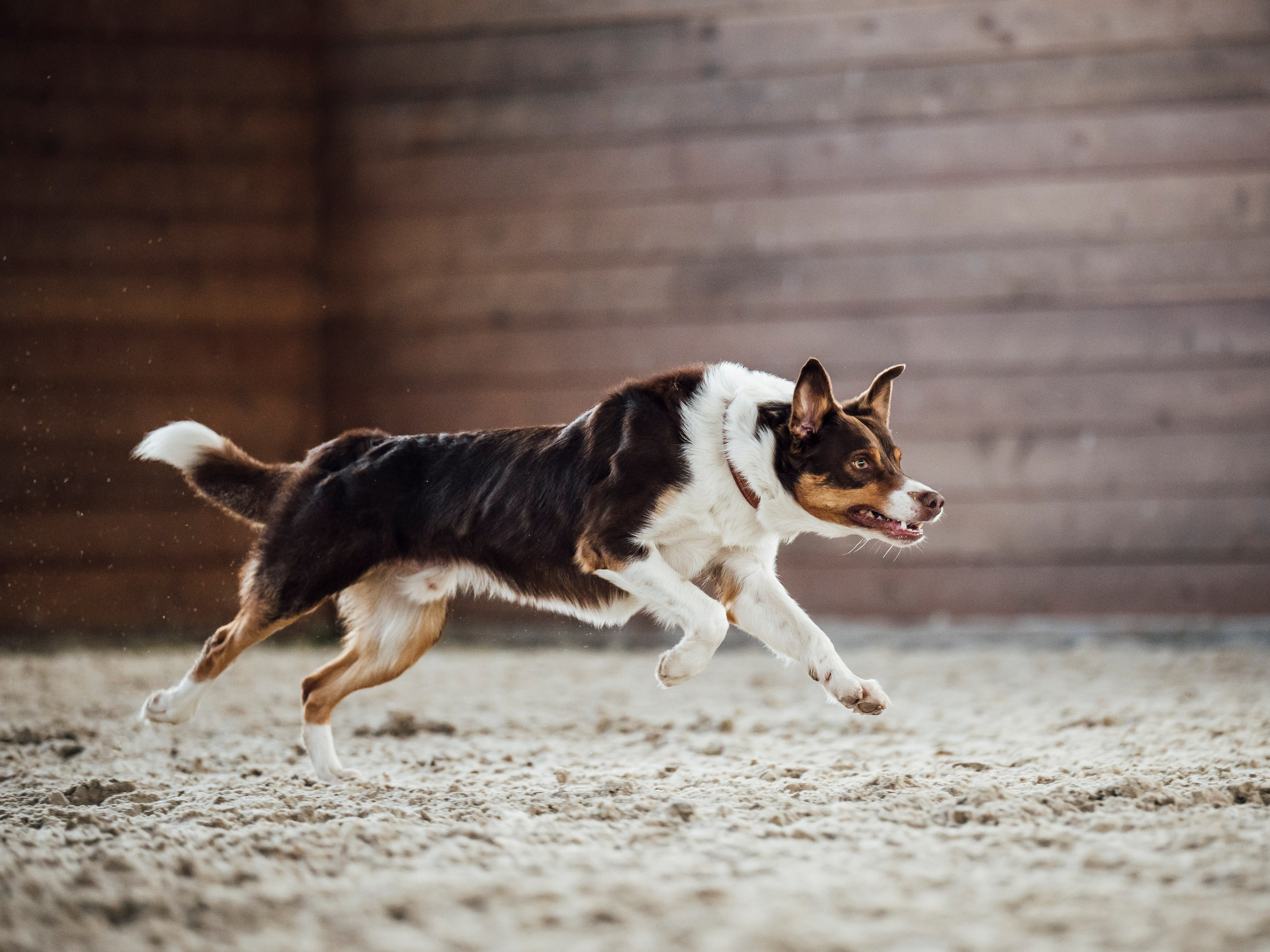 Обидиенс. Семейный фотограф анималист Ананьева Мария — Москва