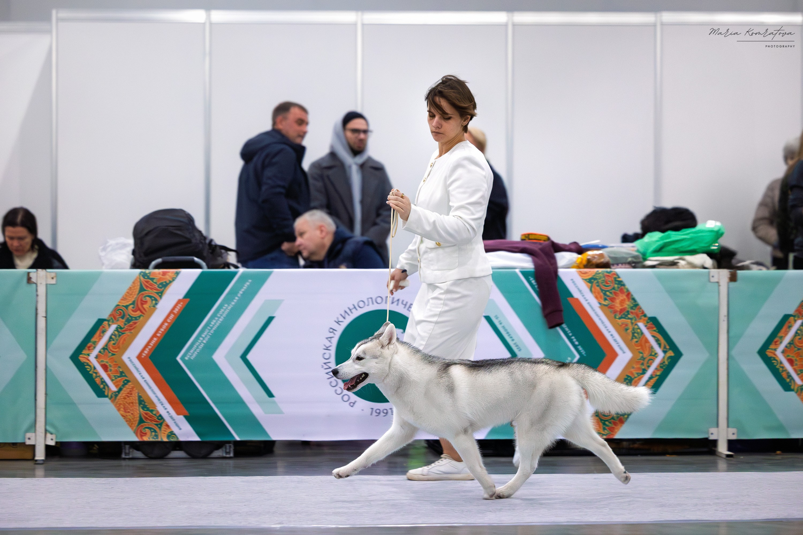 Фотограф собак хаски, выставка собак хаски