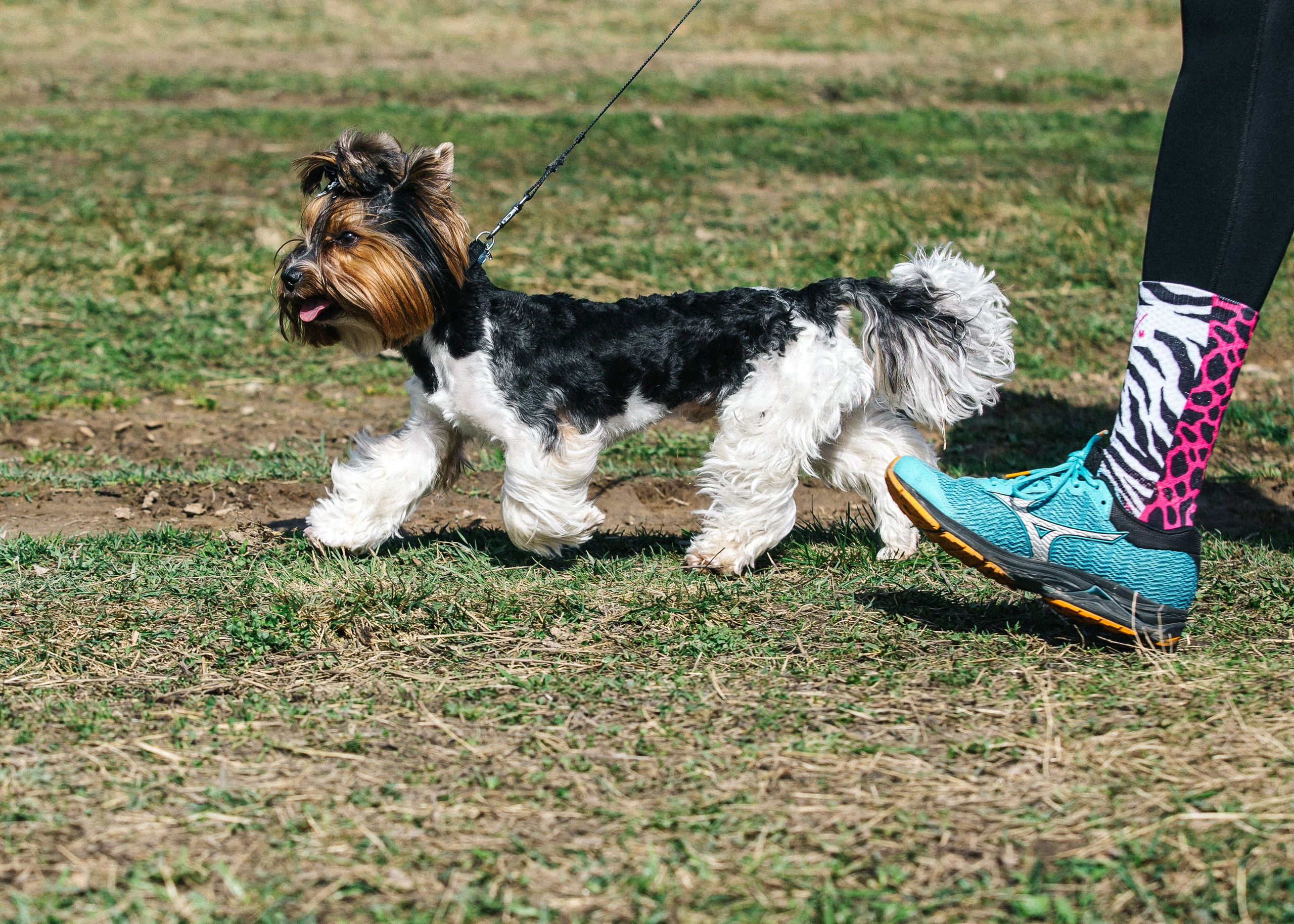 Кросс «Быстрый пёс» 2025. Репортажный фотограф в Москве