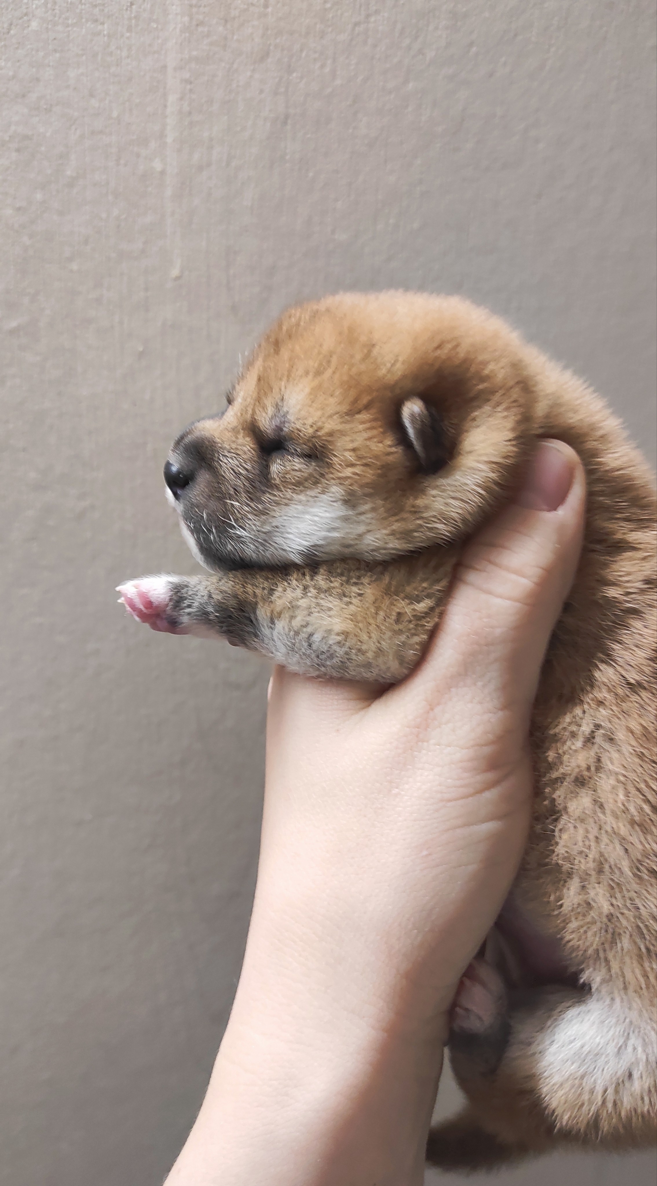 сиба питомник Рубилайт щенки на продажу rubylight  сиба щенки купить СПб Санкт-Петербург 