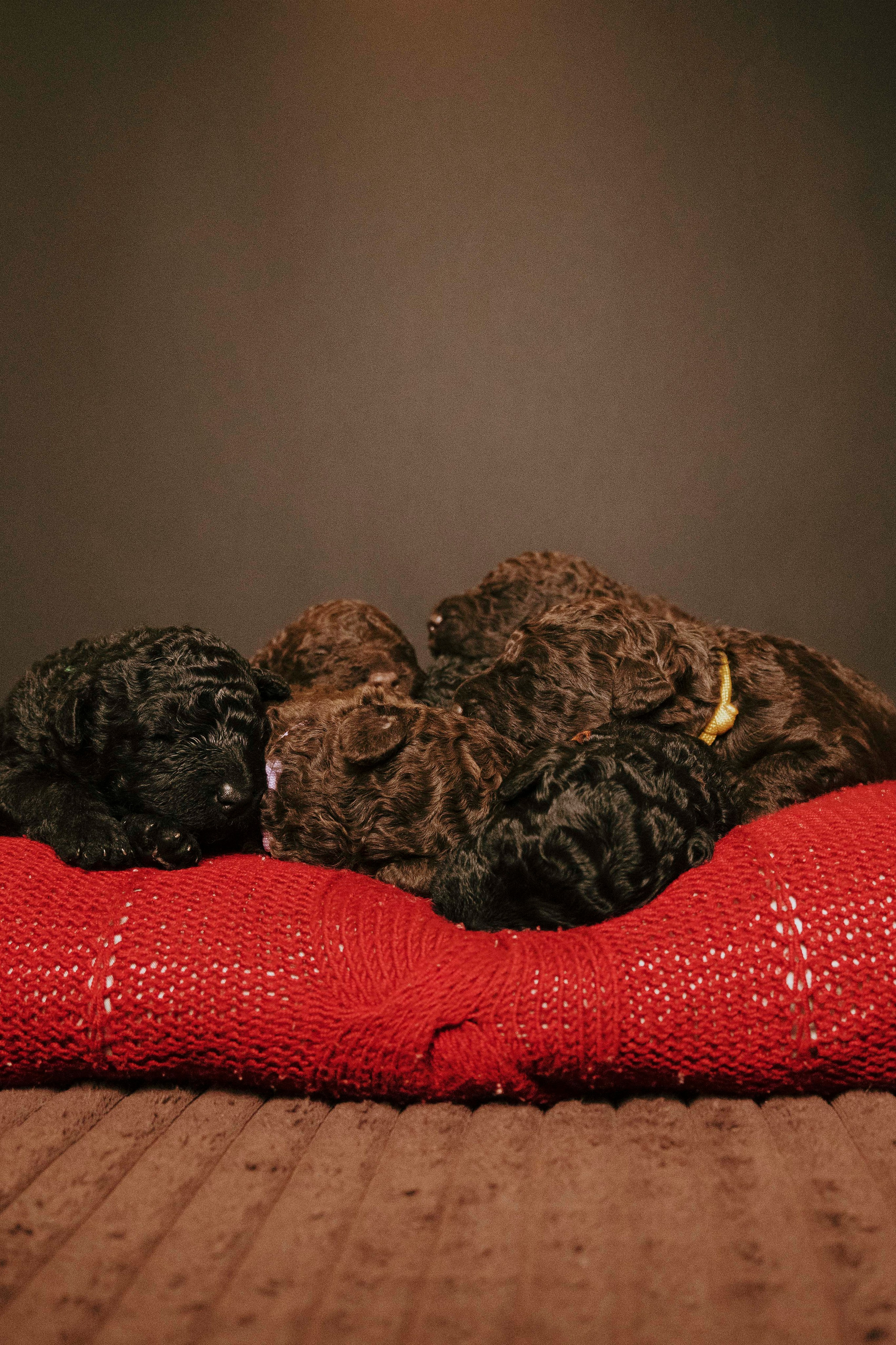 Испанские водяные. Фотограф- анималист Александра Матвеева