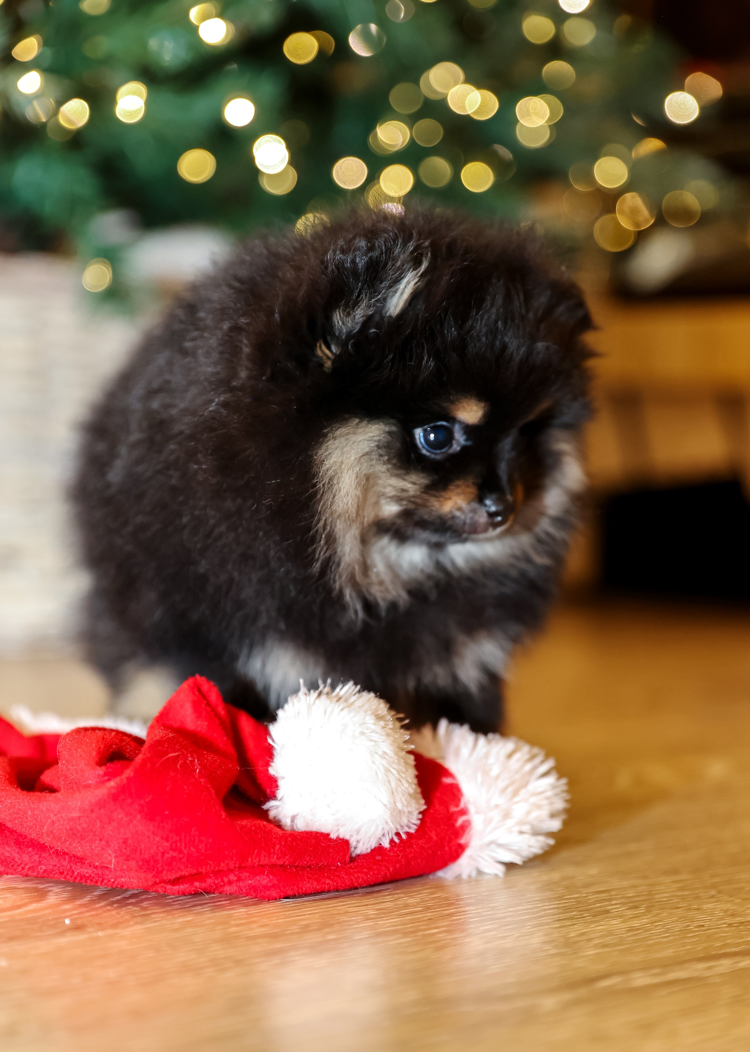 Съемка щенков шпица. Фотограф — Татьяна Кириллова, г. Санкт-Петербург