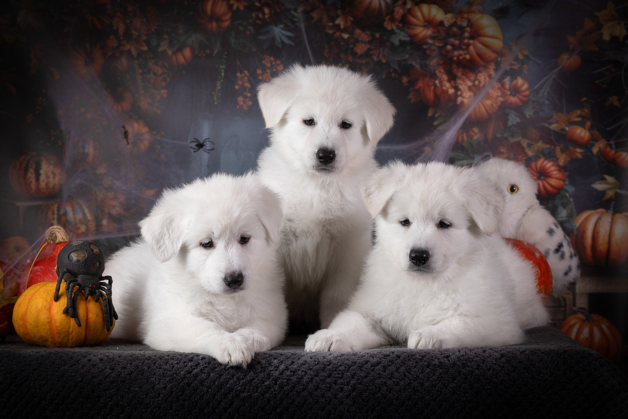 Фотосъёмки щенков. Фотограф-анималист Natalia Deingel | Фотосъемка собак в Москве