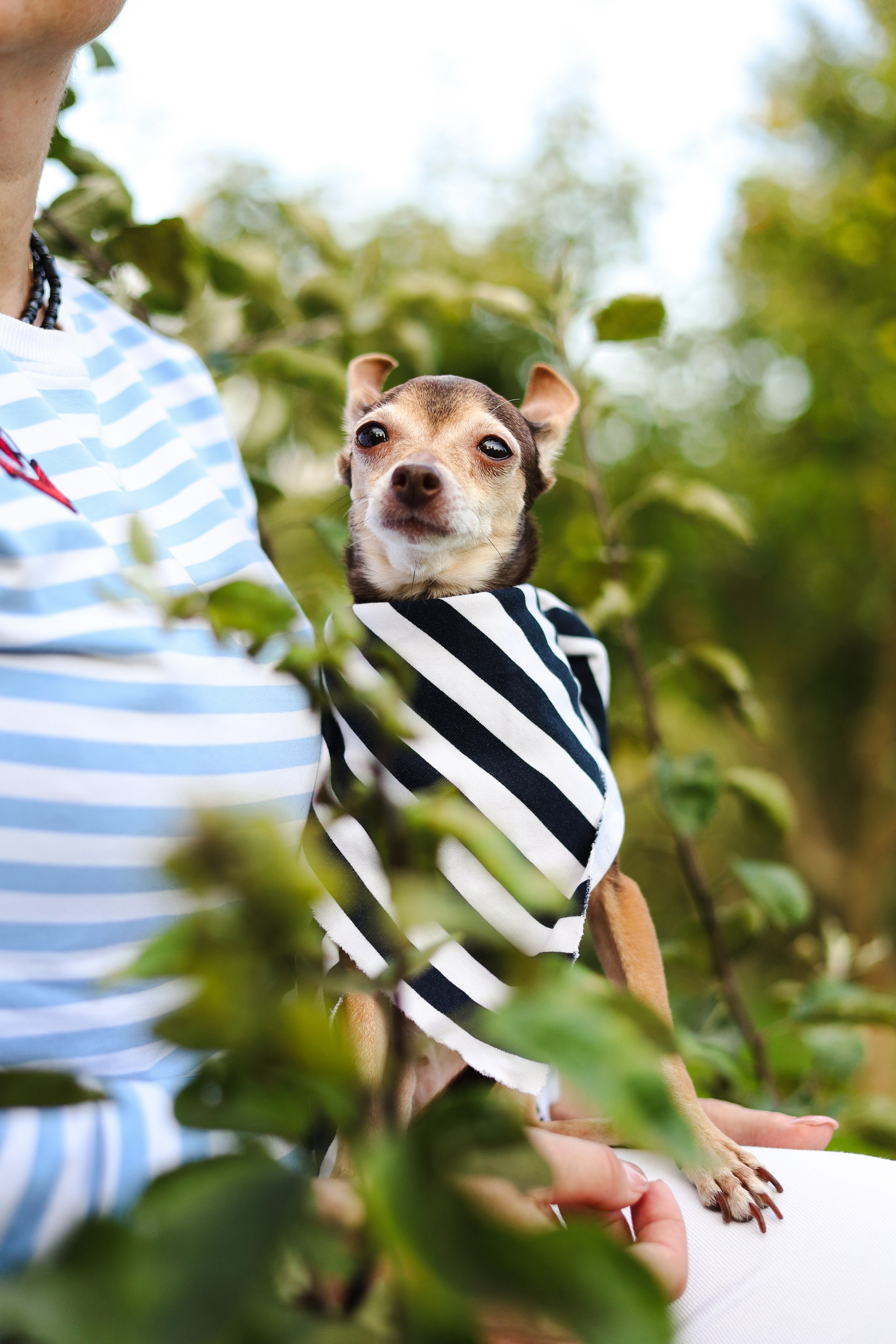 Белла и Марина. Фотограф-анималист Ксения Шевцова|Москва