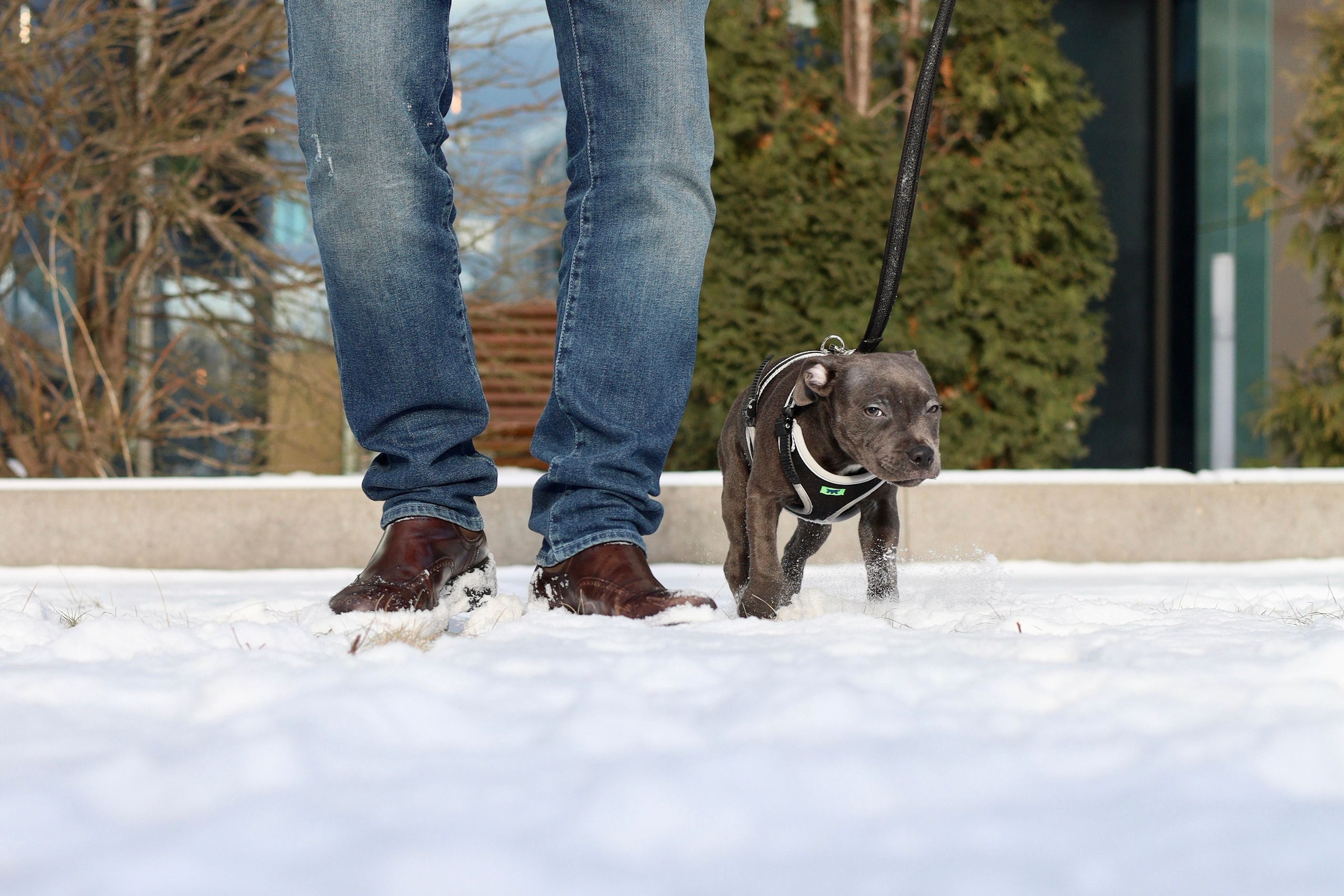 Дарси, Тимур и Юля. Фотограф-анималист Ксения Шевцова|Москва