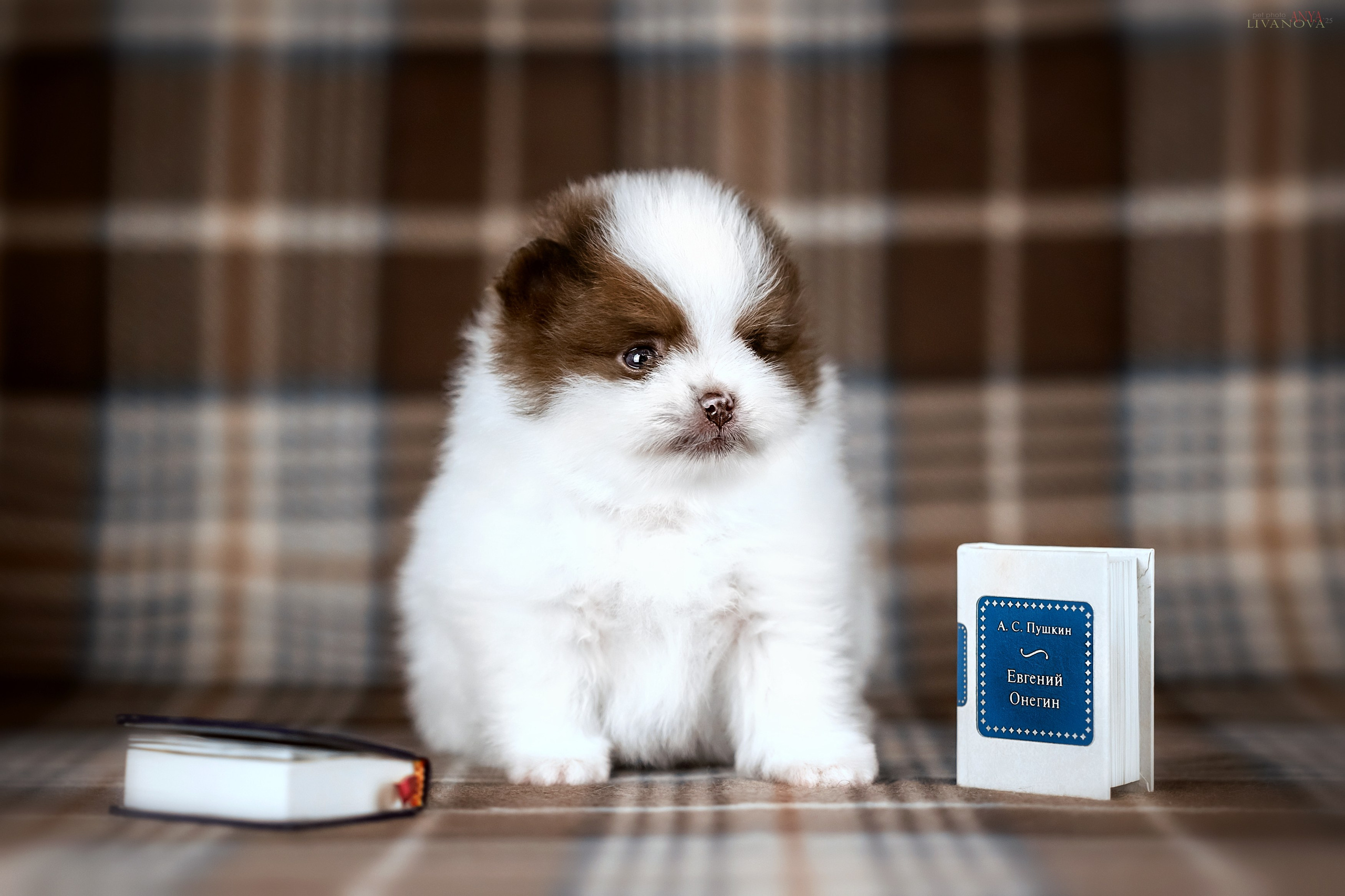 Шпицы. Фотограф анималист Аня Ливанова | Рыбинск