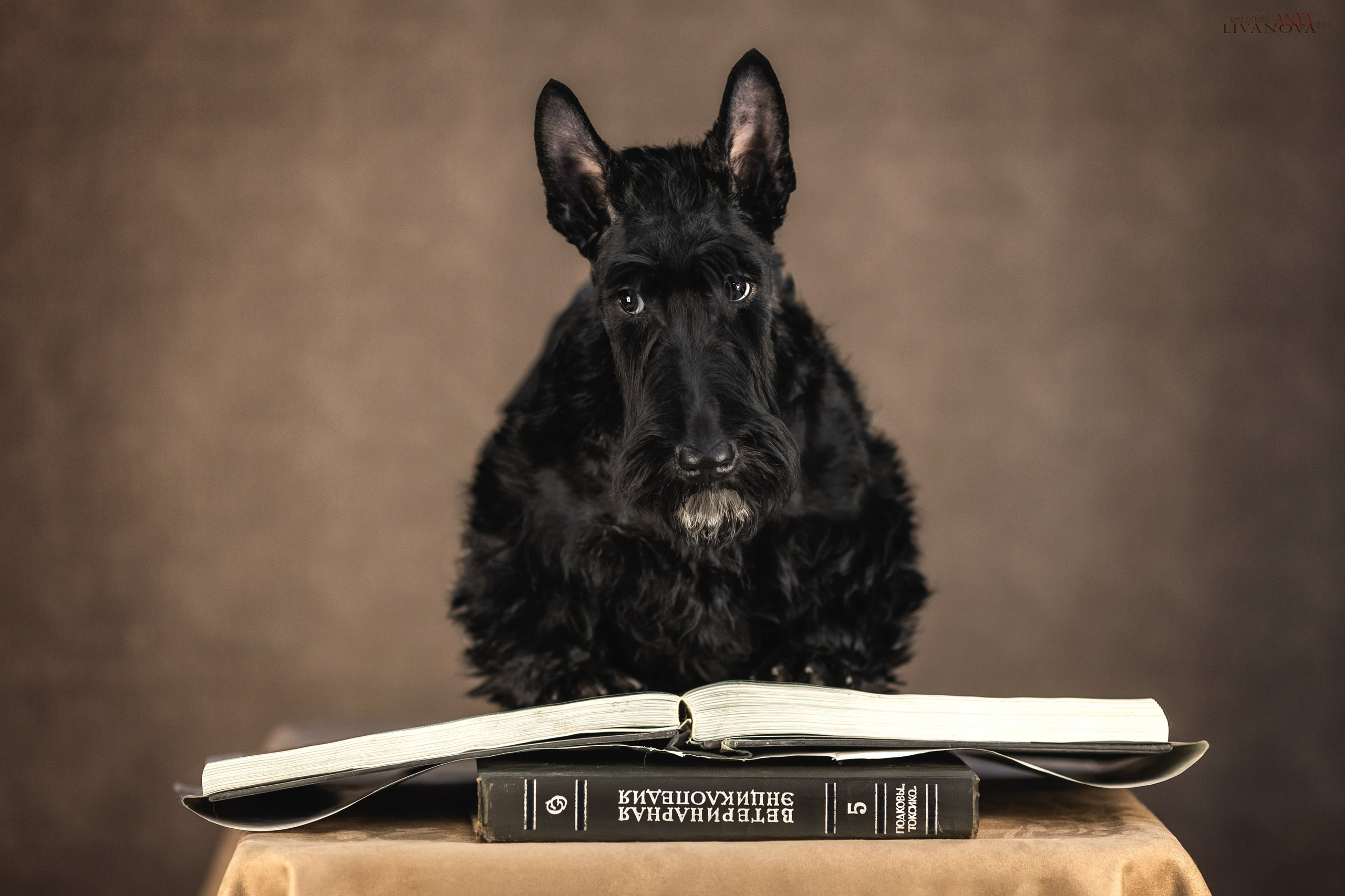 Скотч терьер. Фотограф анималист Аня Ливанова | Рыбинск
