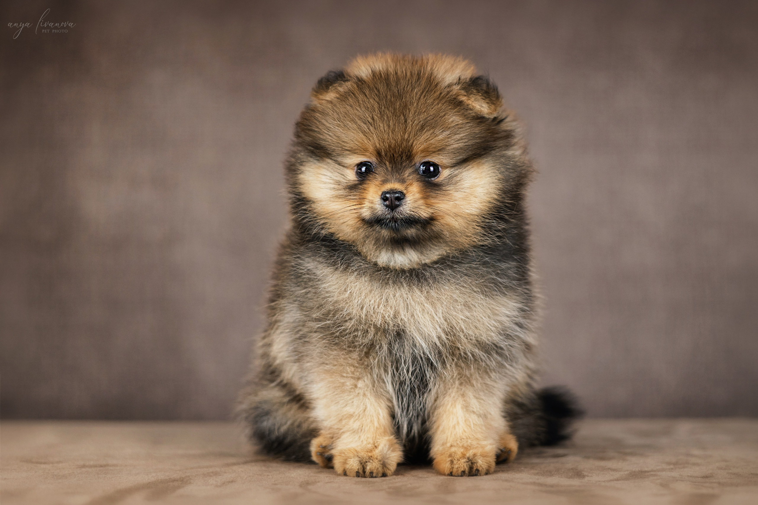 Шпицули. Фотограф анималист Аня Ливанова | Рыбинск