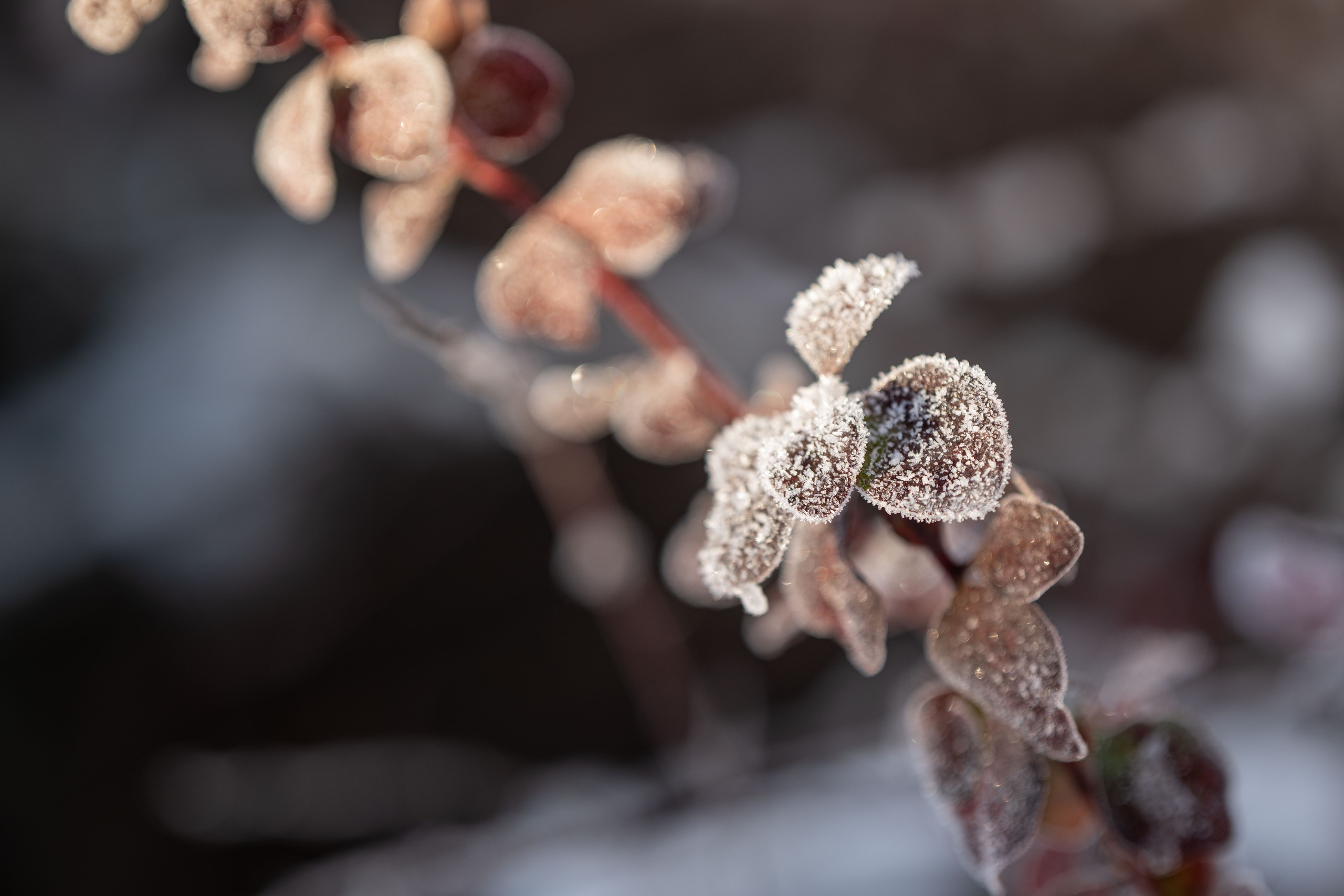 Первый снег 16 ноября 2025. -
