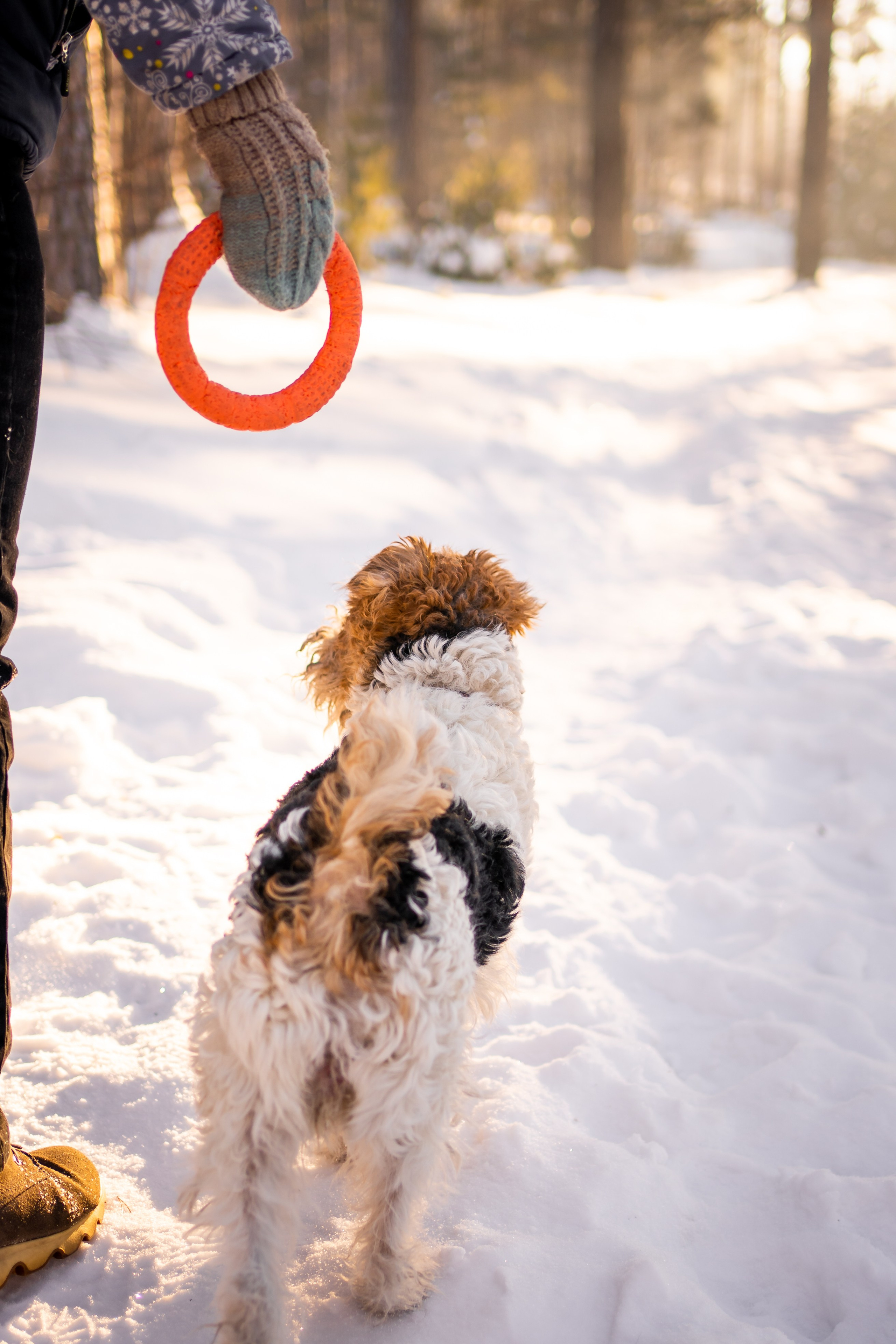 Г. Миасс 2023-2024. Фотограф-анималист Анастасия Большакова