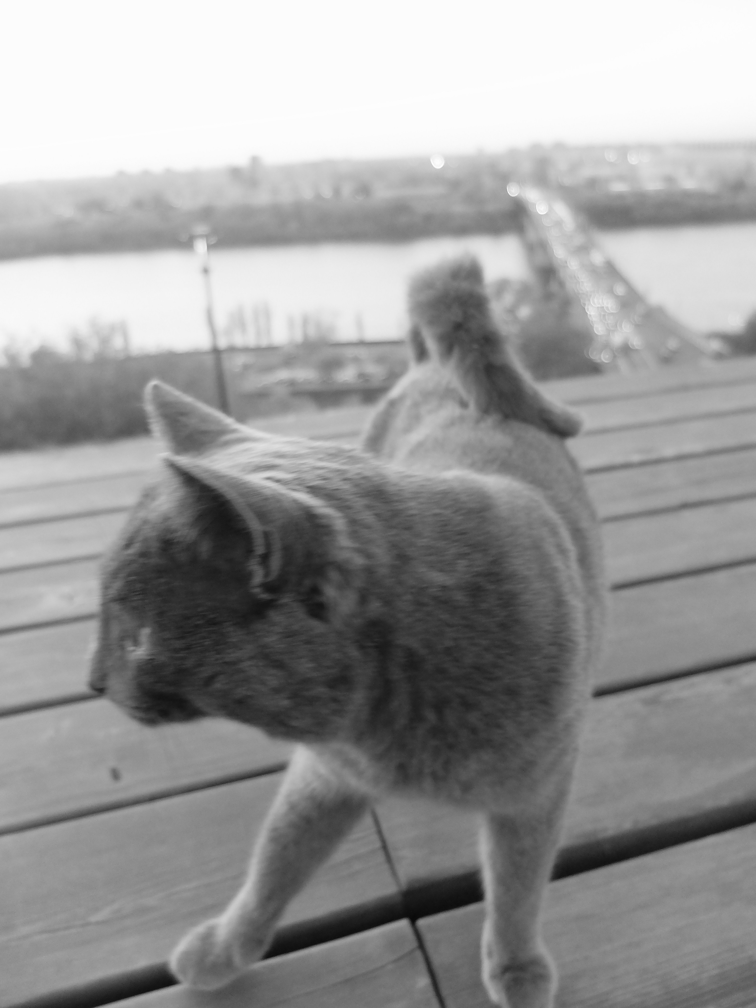 Нижний Новгород. Фотографъ Сергѣевъ. Поймать мгновеніе