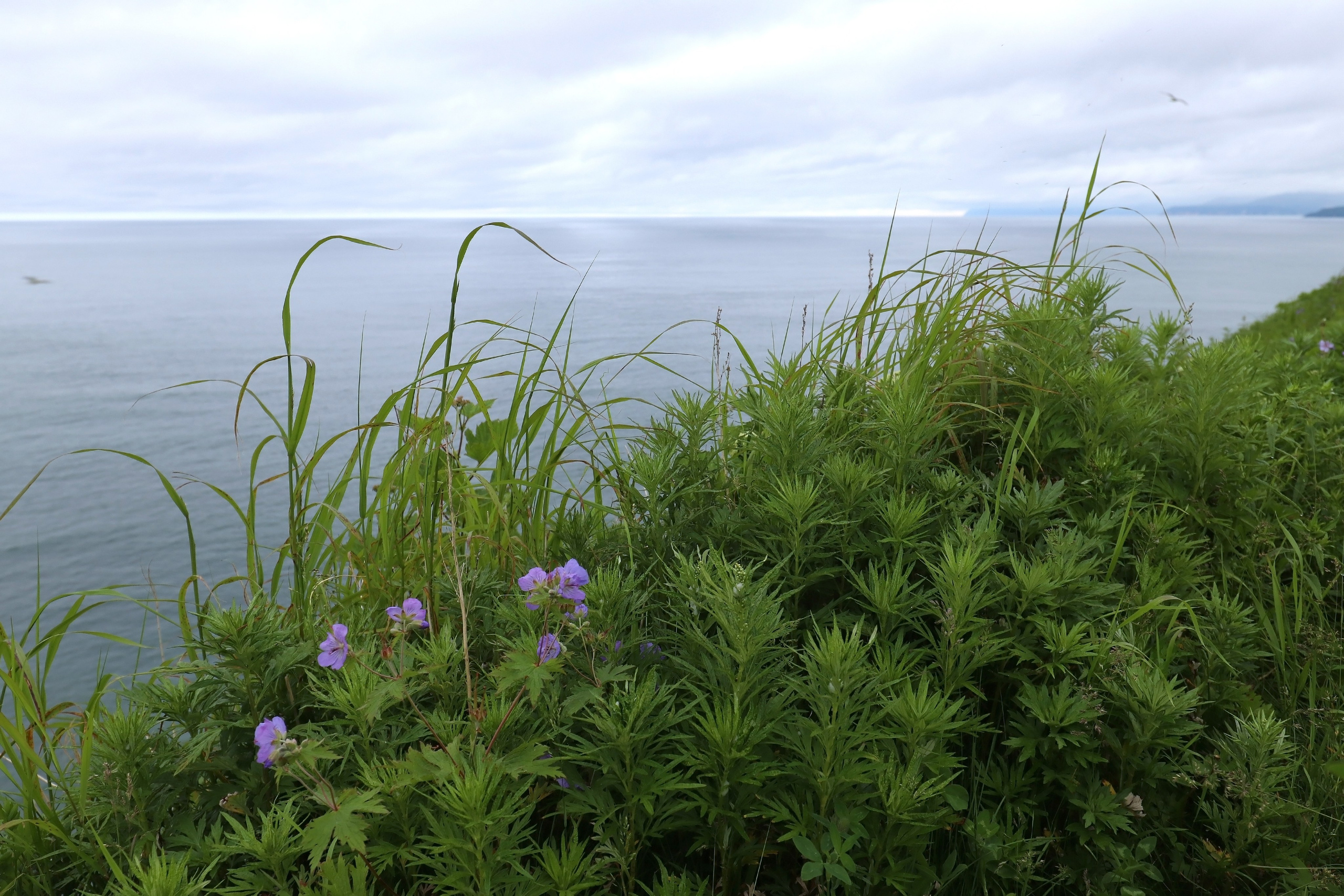 Камчатка и о. Парамушир. Июль 2024. Путешественник-фотограф из Санкт-Петербурга Татьяна Свистулина
