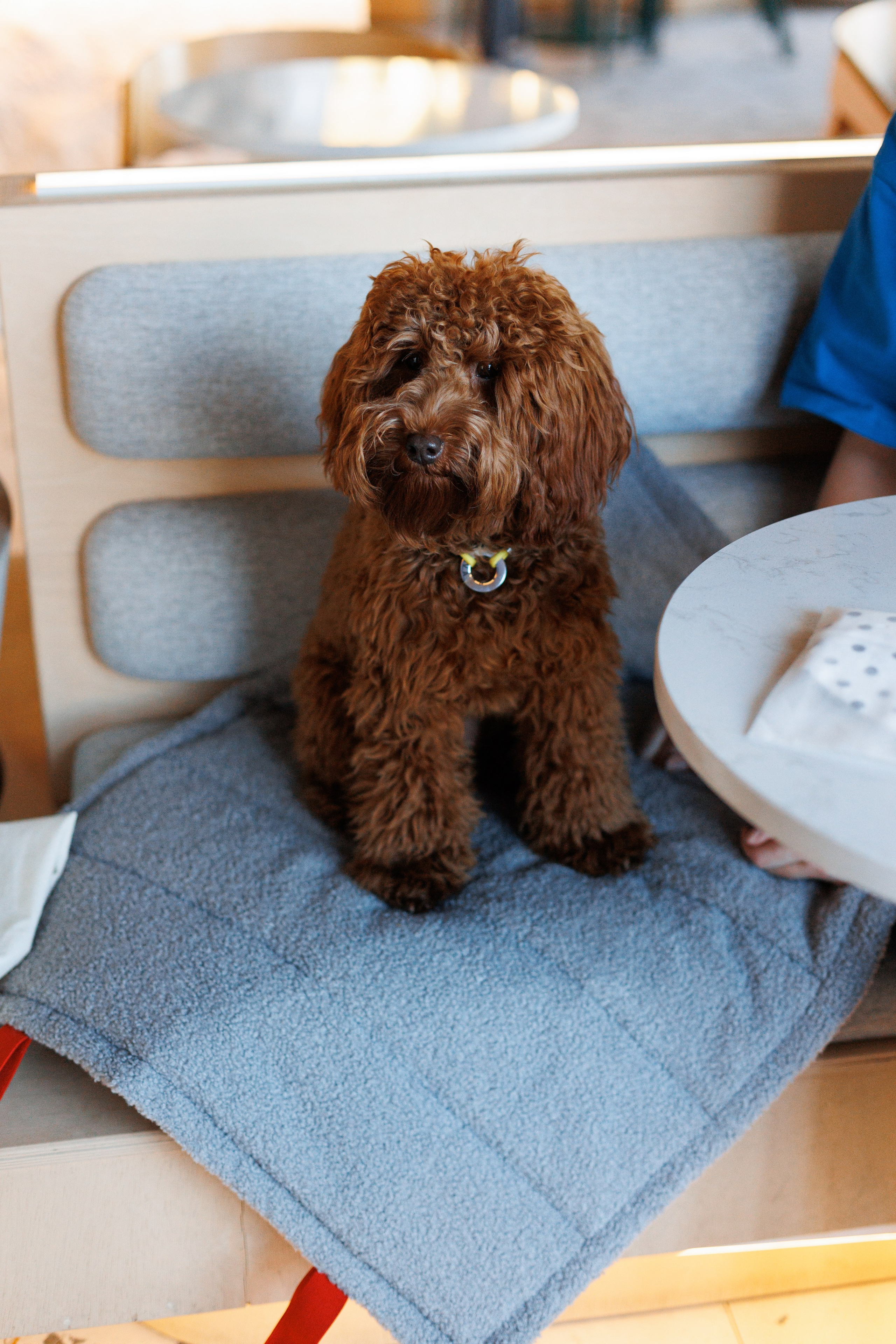Bmbh городская. Фотограф анималист Кристина Карпова, Москва