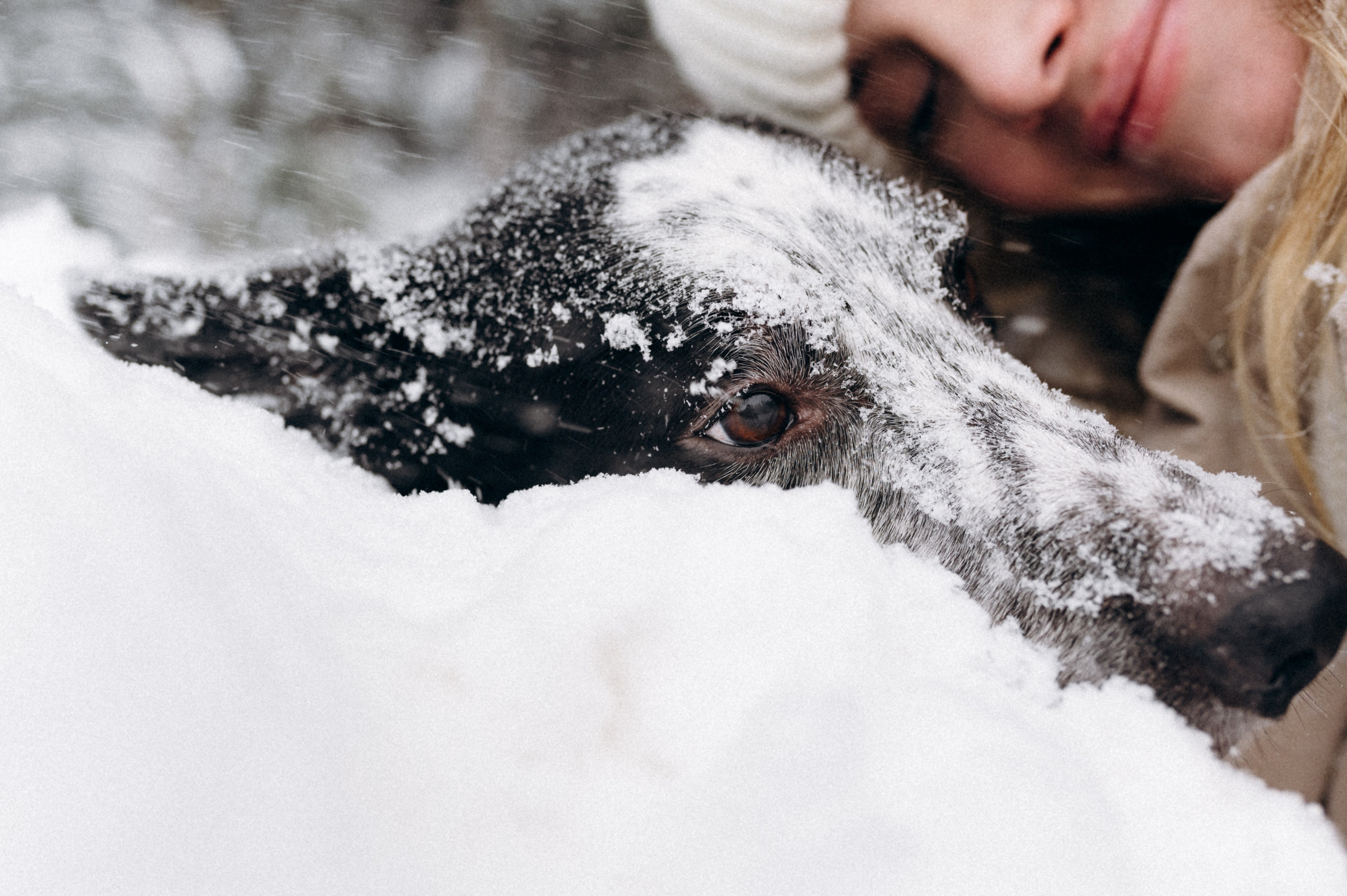 Аня и Милан. Фотограф анималист в Москве Ольга Агушева