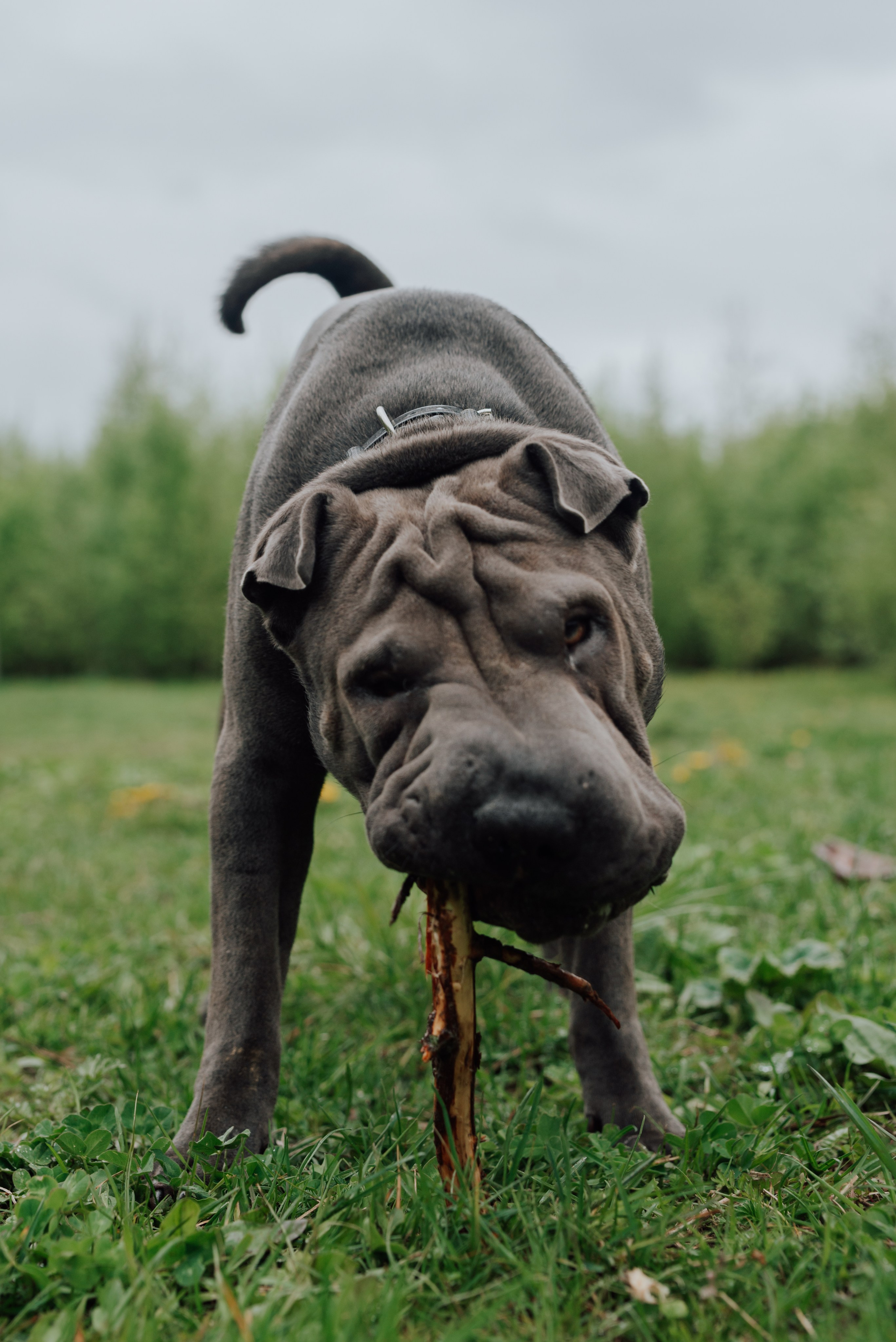 Фотовыходные с питомцами Мурино. Фотограф в Санкт-Петербурге и Ленинградской области
