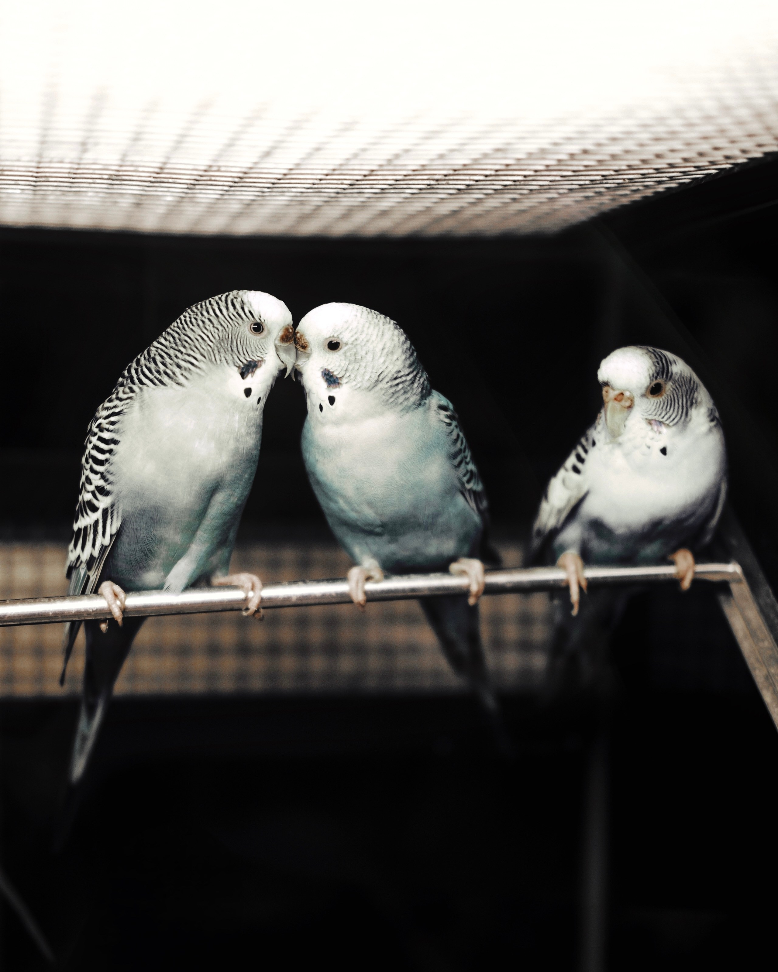 Животные. Фотограф Маргана Лоция