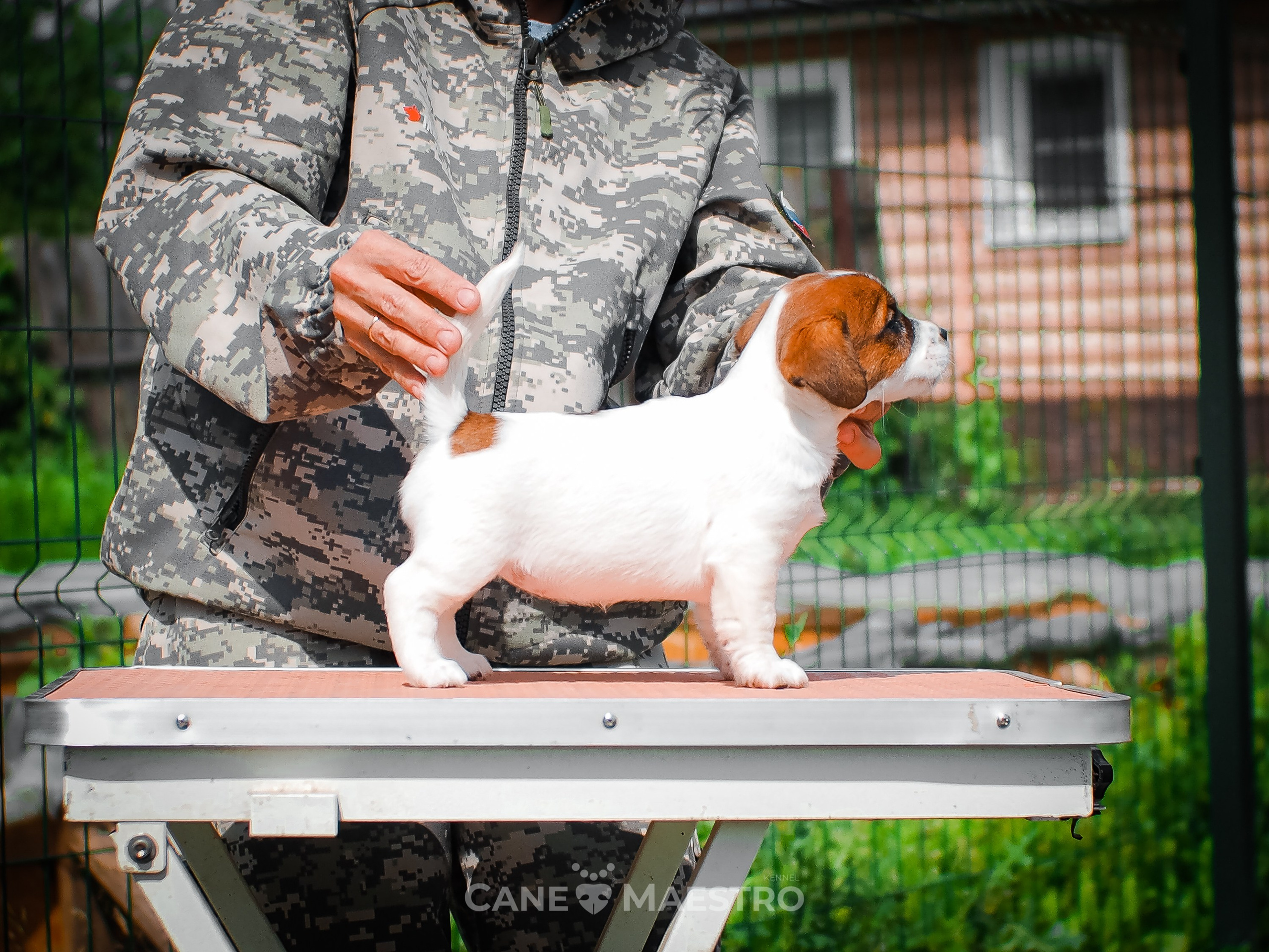 Ш_FEMALE_SHIZGARA. CANE MAESTRO — kennel Jack Russell Terrier