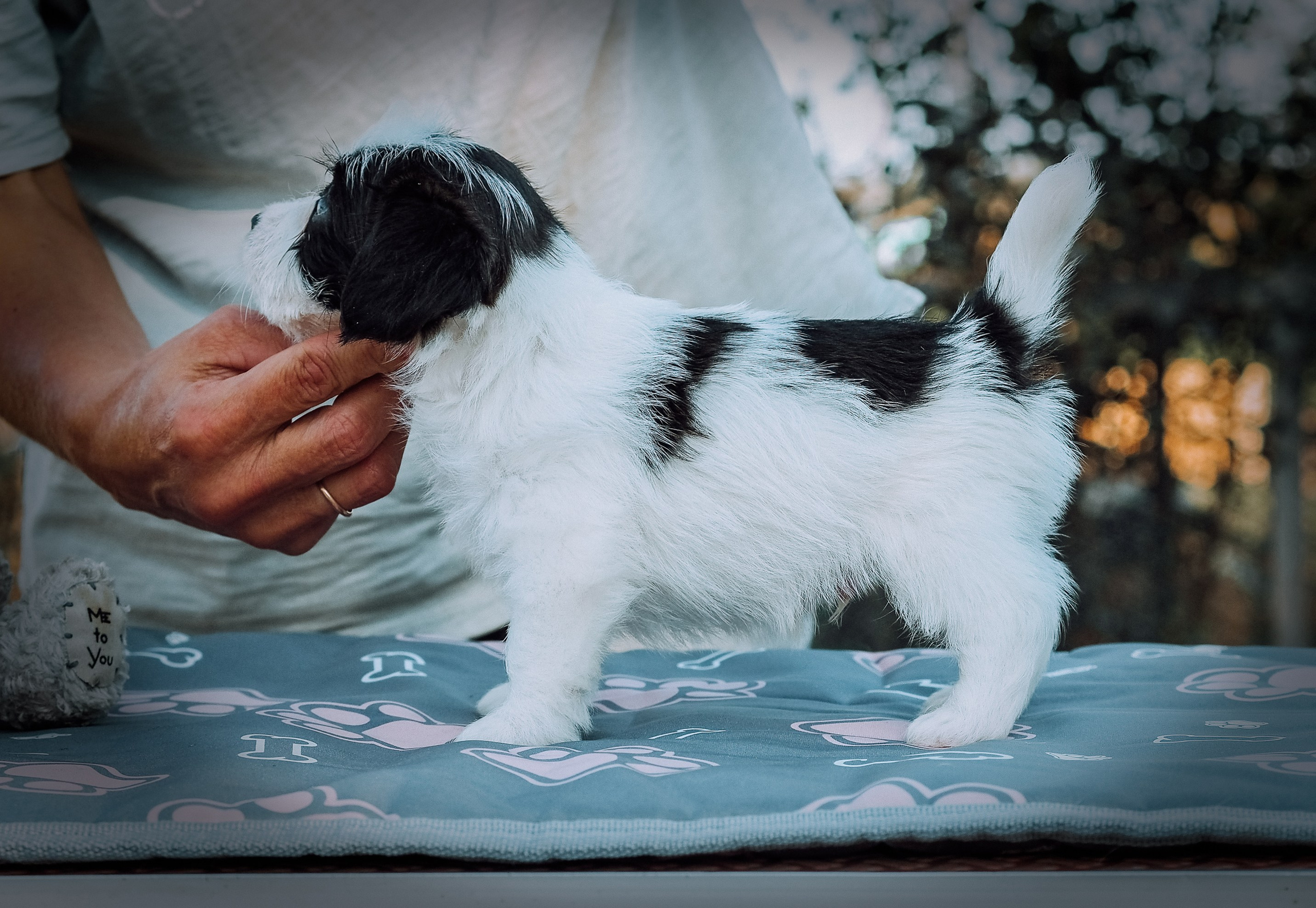 X_КОБЛ_4_БЕЛ_ЧЕРН. CANE MAESTRO — kennel Jack Russell Terrier