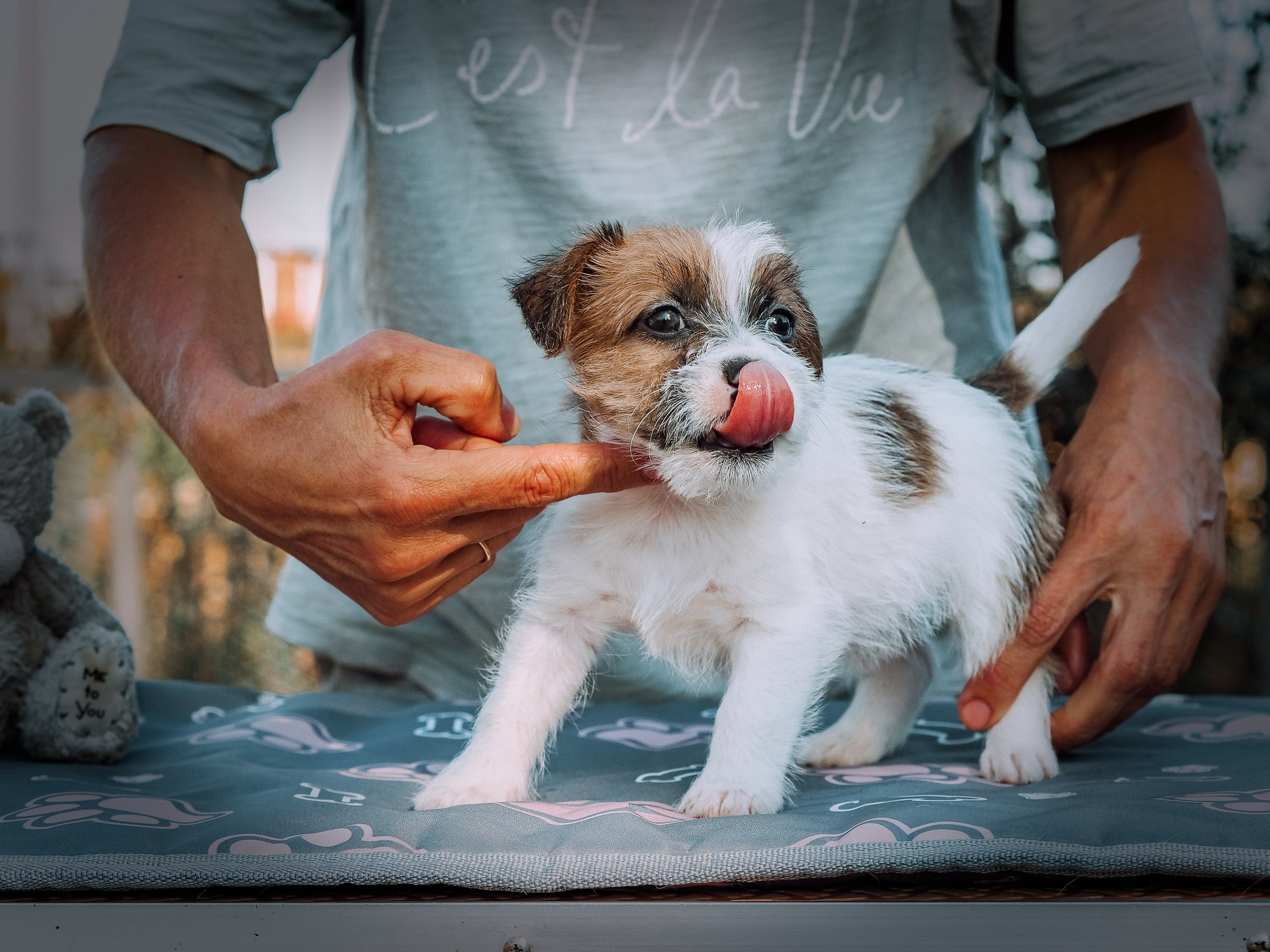 Щенок бело-рыжий джек рассел терьер. КАНЕ МАЭСТРО — питомник Джек рассел терьеров