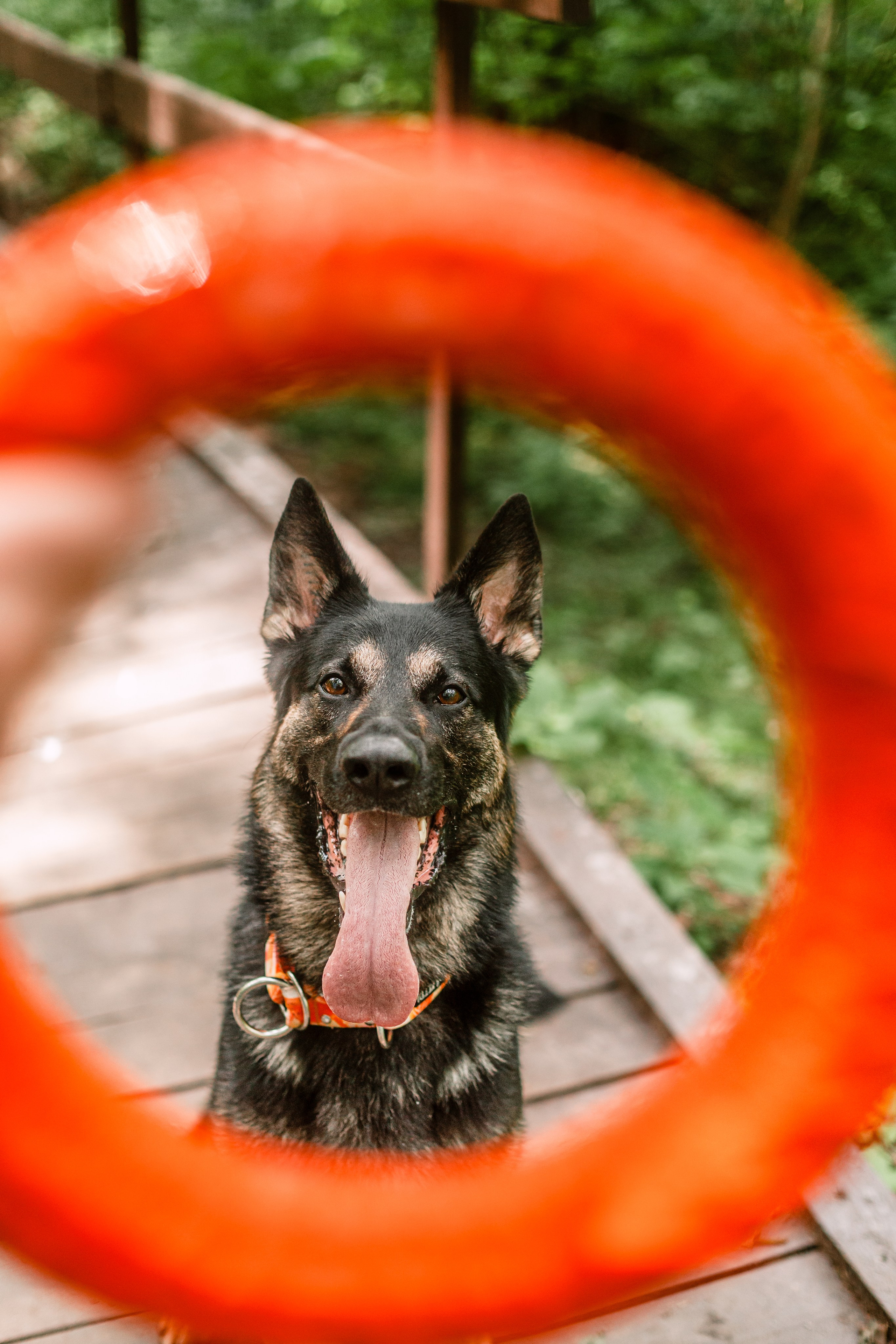 Лесная летняя фотопрогулка. Фотограф-анималист Татьяна Степанова