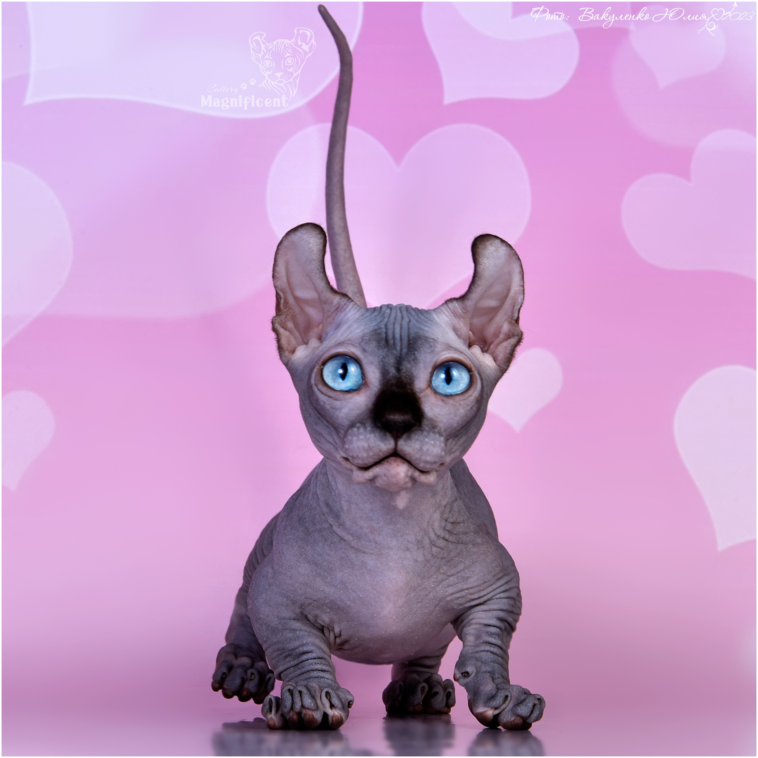 Котята. Фотограф анималист | семейный Юлия Вакуленко, г. Краснодар