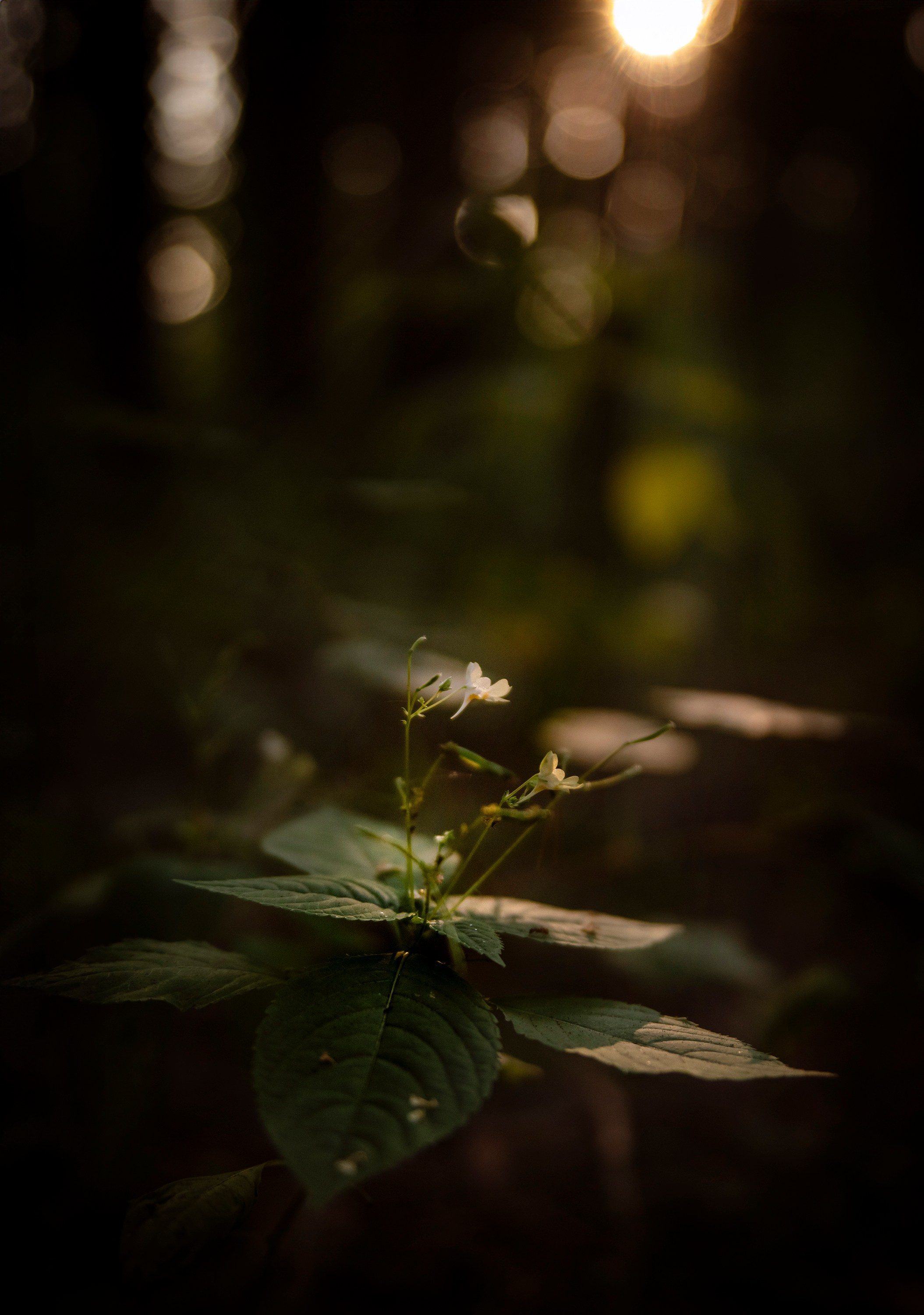 Goblincore, природа, фэнтези, нечисть, лес, гоблинкор, эльфы, фотосессии, костюмированные