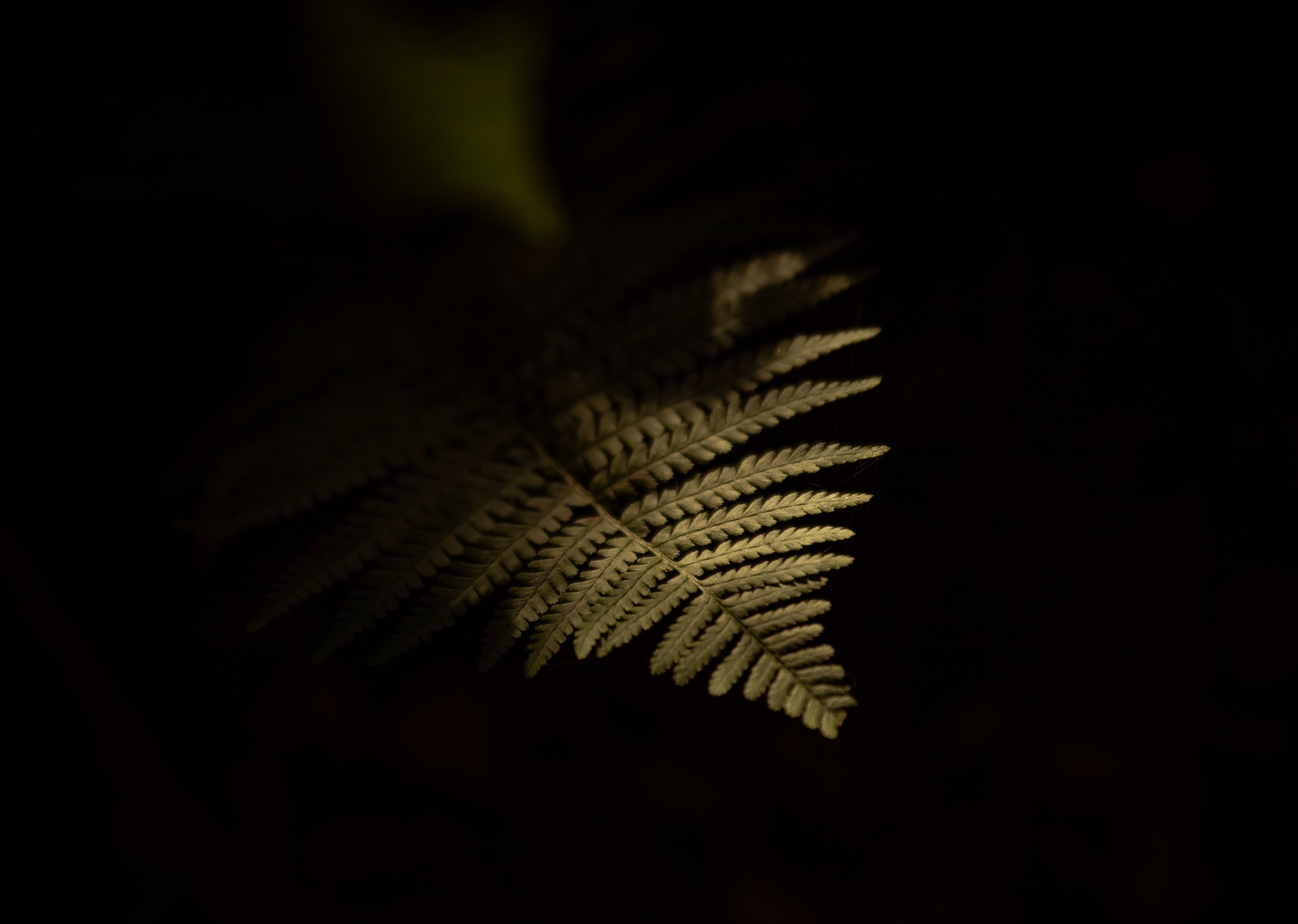 Goblincore, природа, фэнтези, нечисть, лес, гоблинкор, эльфы, фотосессии, костюмированные