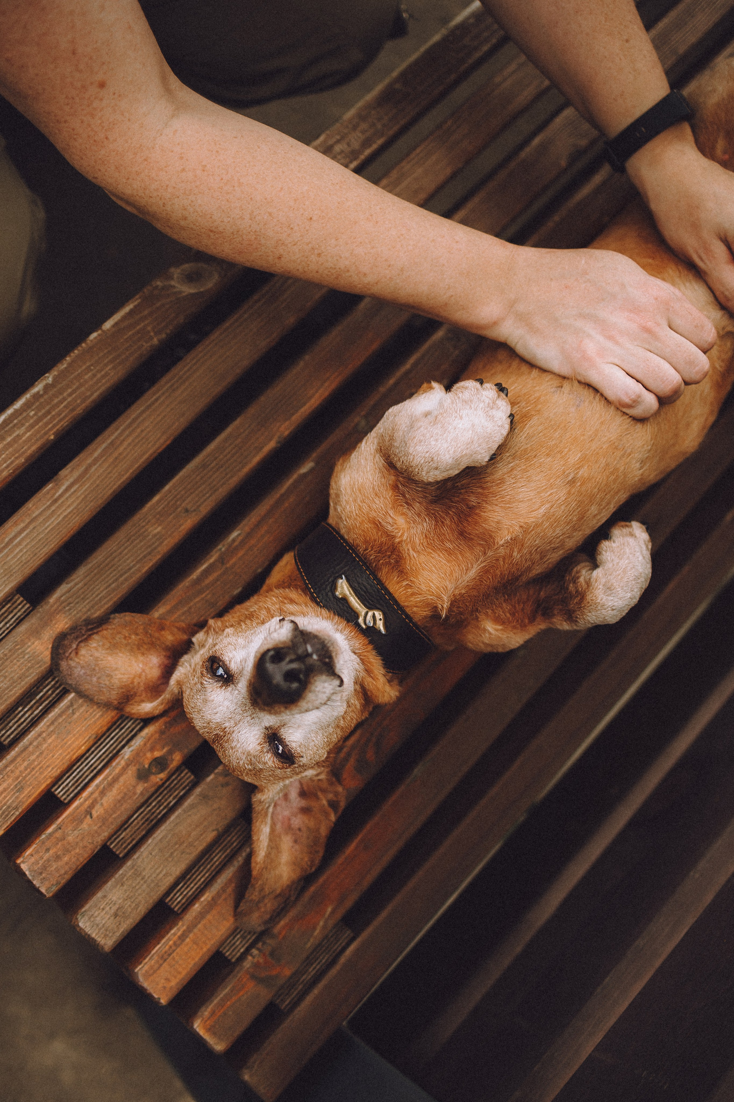 Груша, Данни, Фунтик и их семья