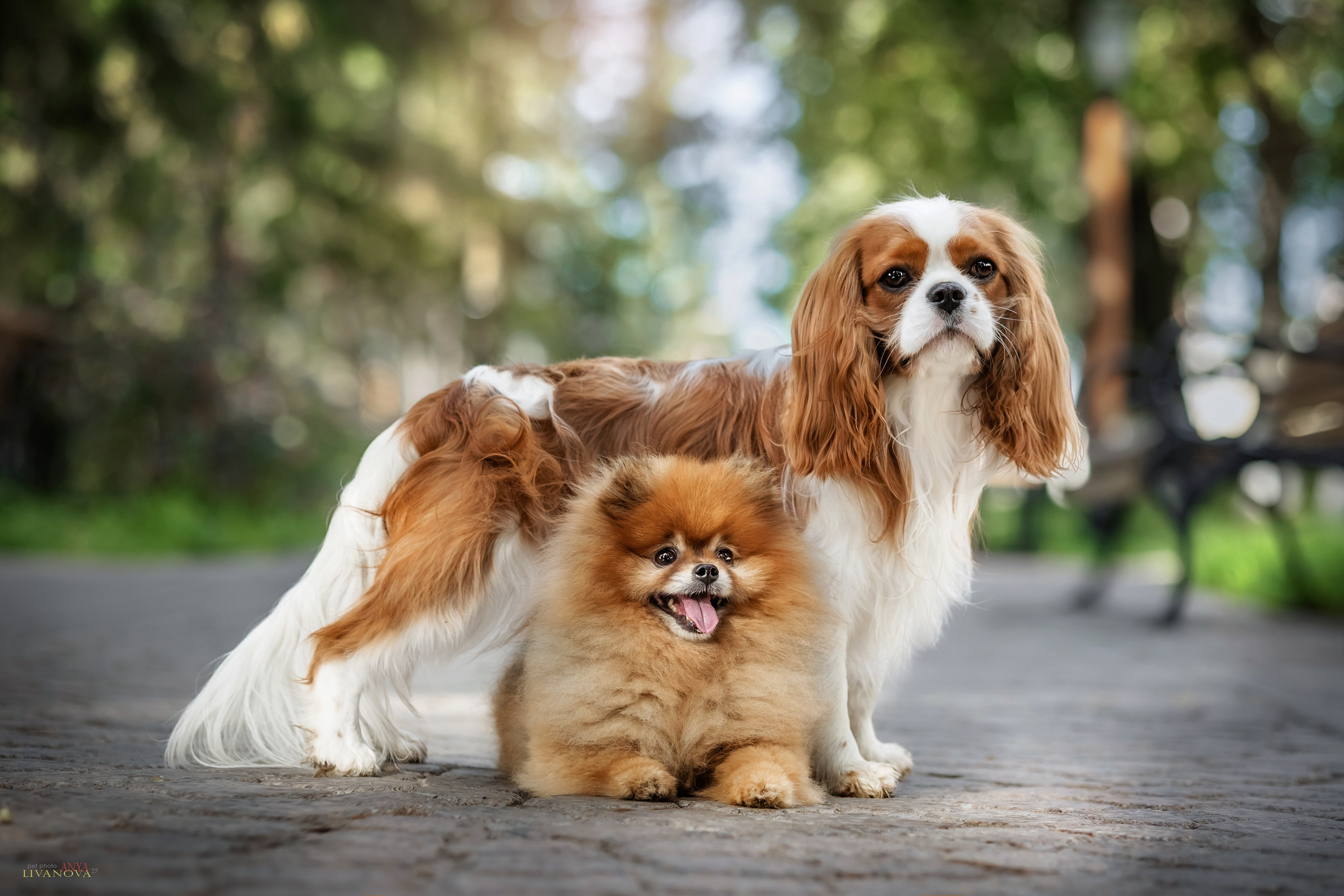 Маруся и Энди. Фотограф анималист Аня Ливанова | Рыбинск