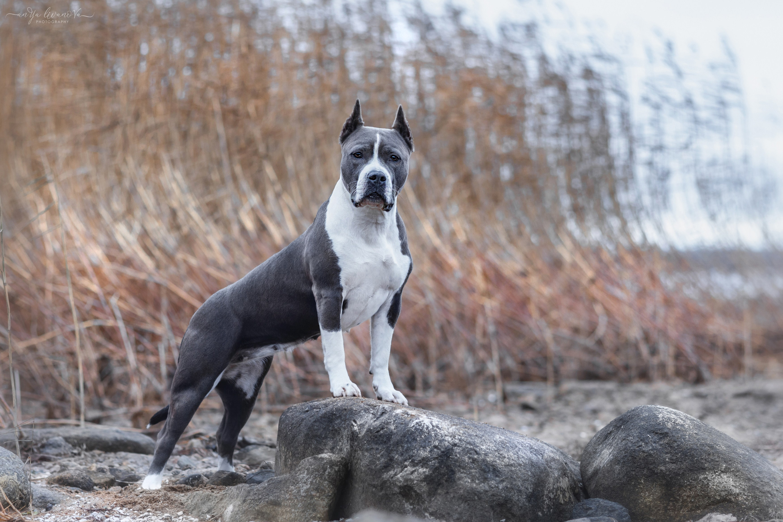 Деля. Фотограф анималист Аня Ливанова | Рыбинск