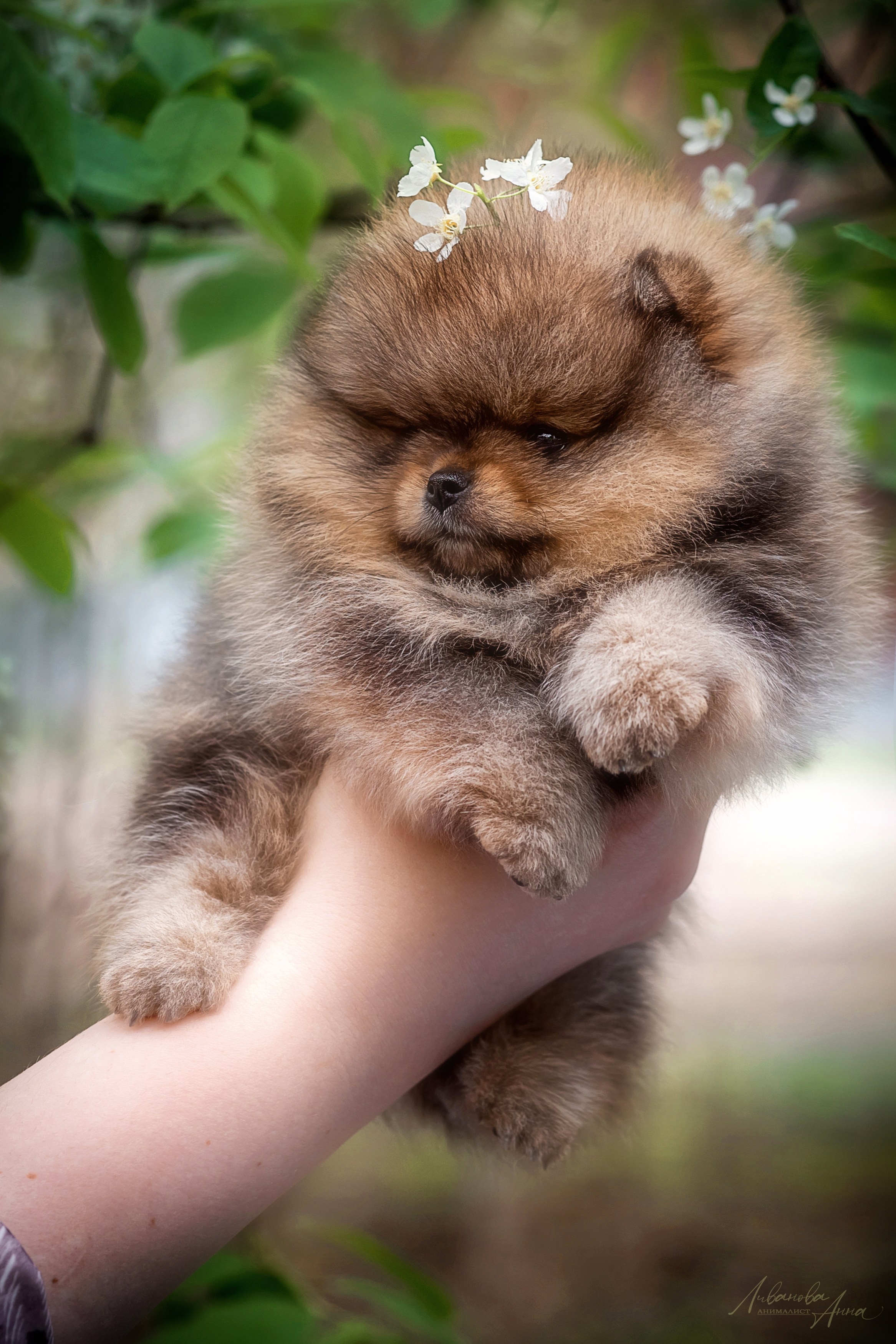 Шпицы. Фотограф анималист Аня Ливанова | Рыбинск