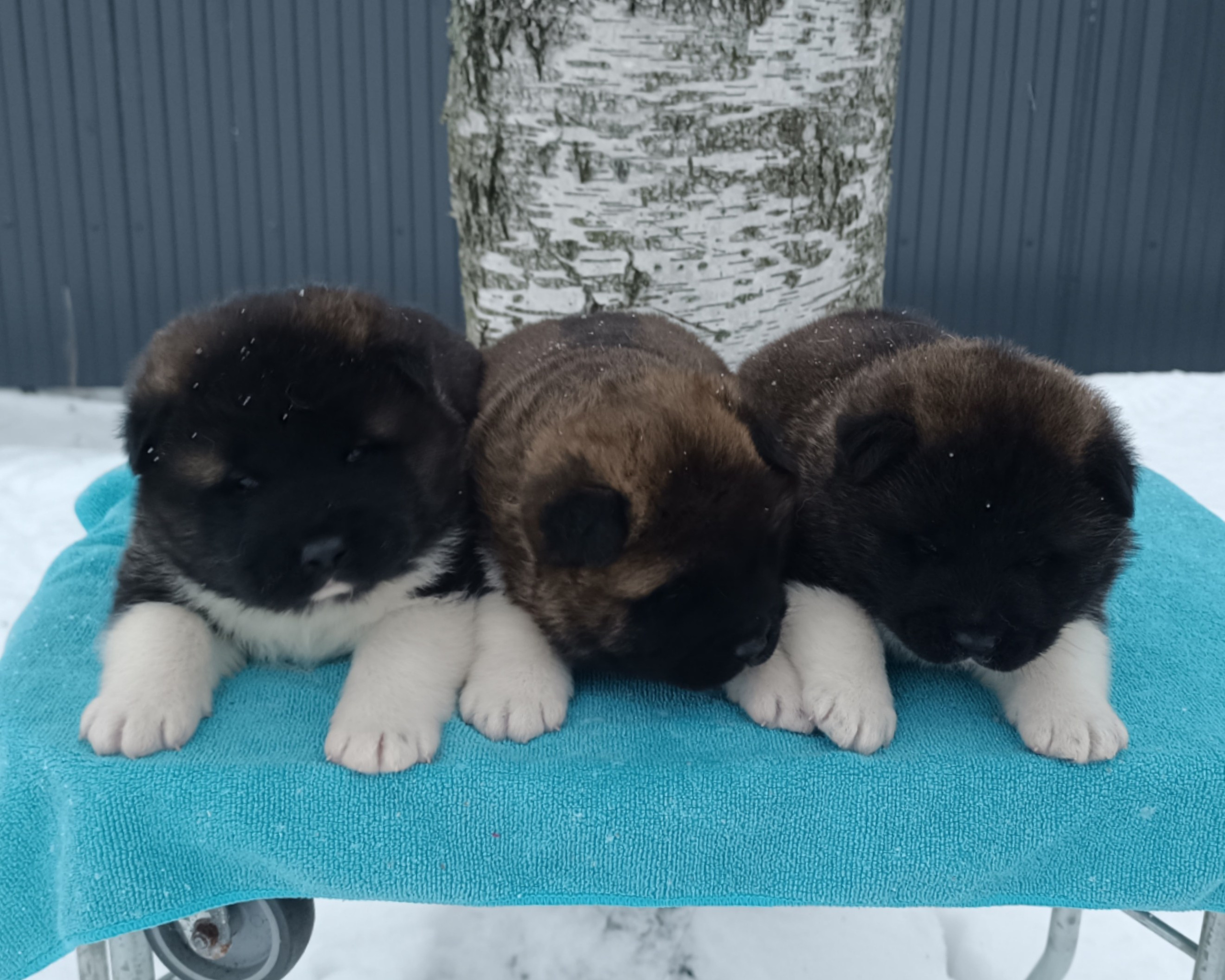 Американская акита  щенки питомник Санкт-Петербург клубные щенки Американская акита питомник RUBYLIGHT Рубилайт купить щенка американской акиты