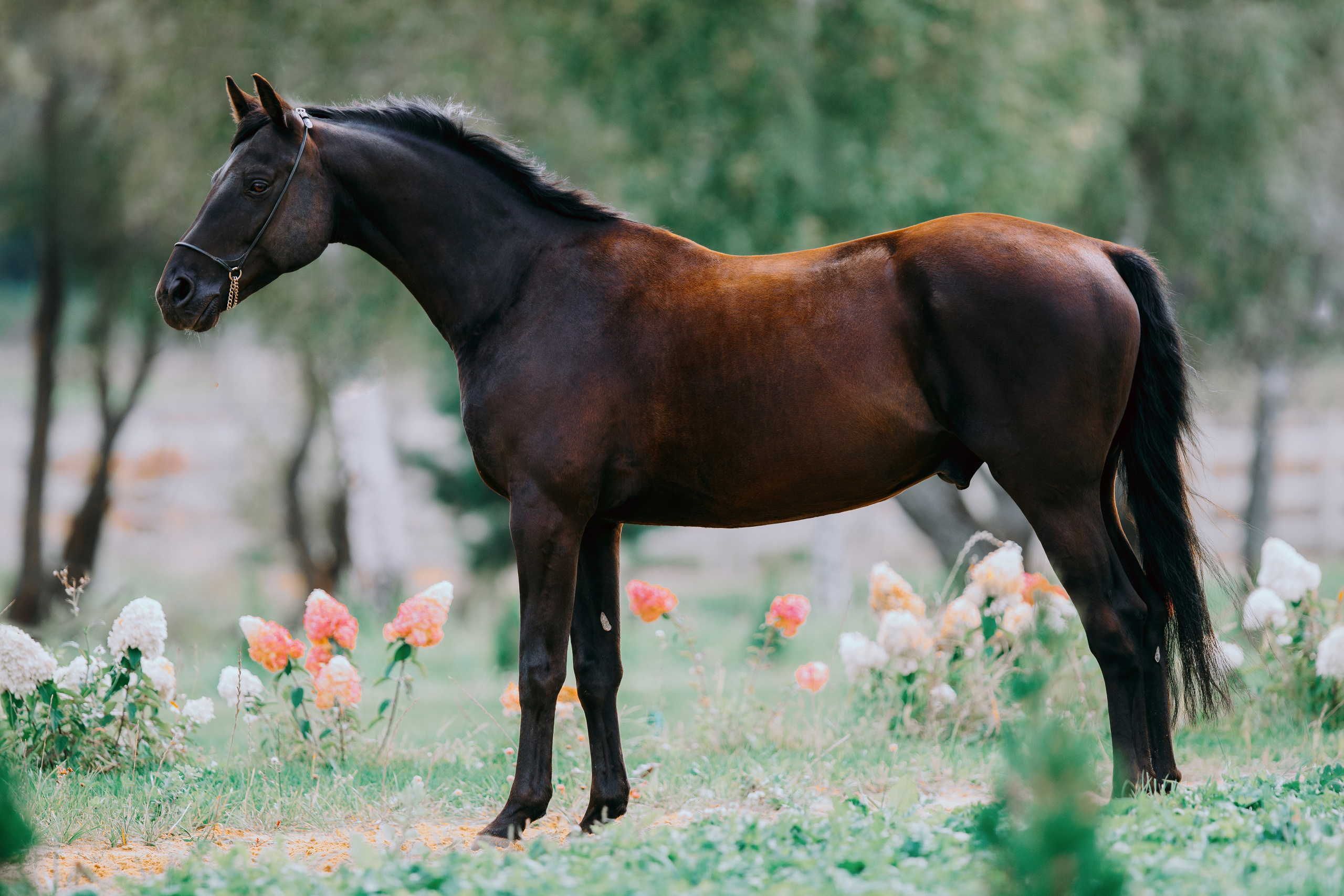 На природе. Фотограф-анималист Ксендзова Кристина