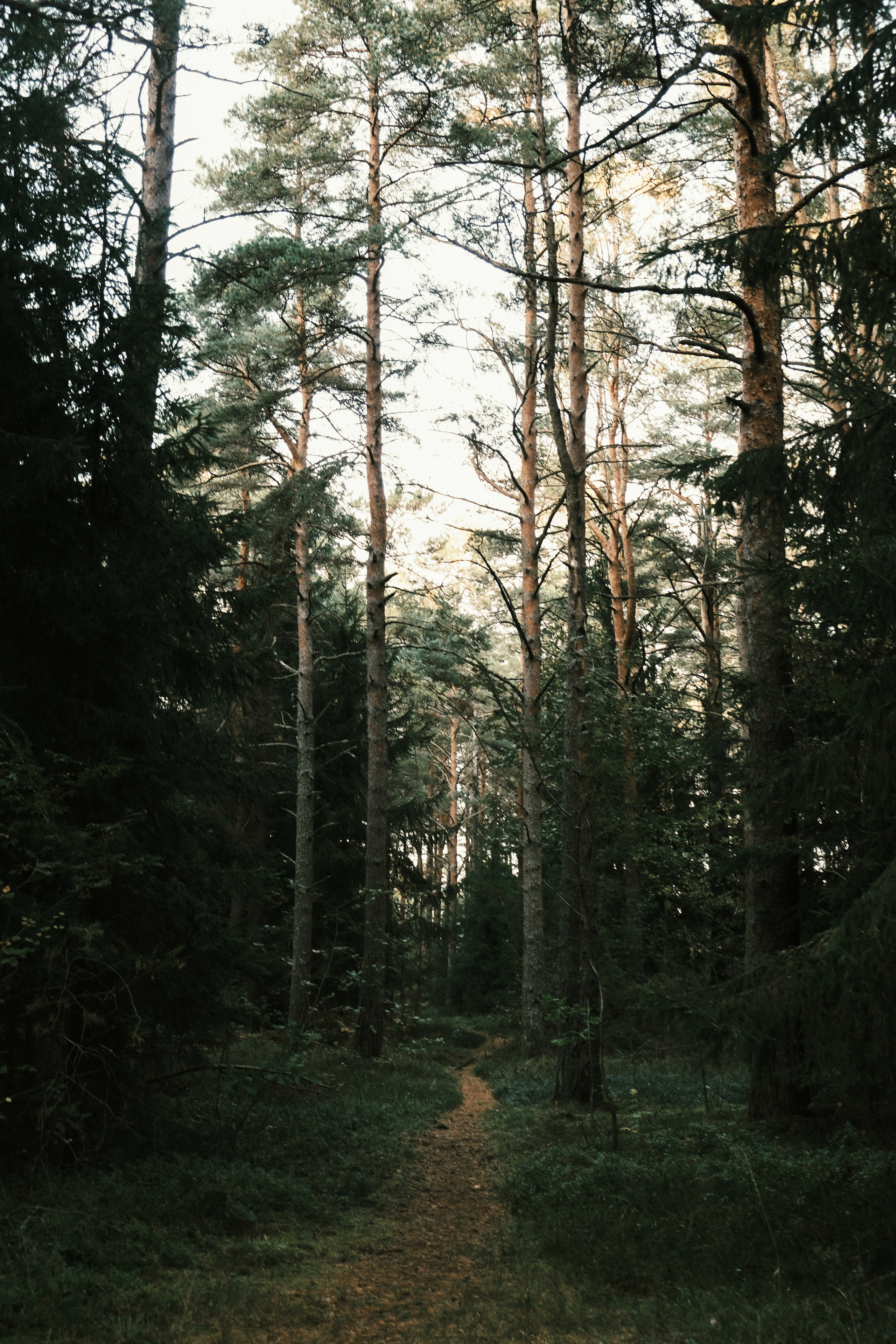 Природа (серия). Фотограф YODLUCE