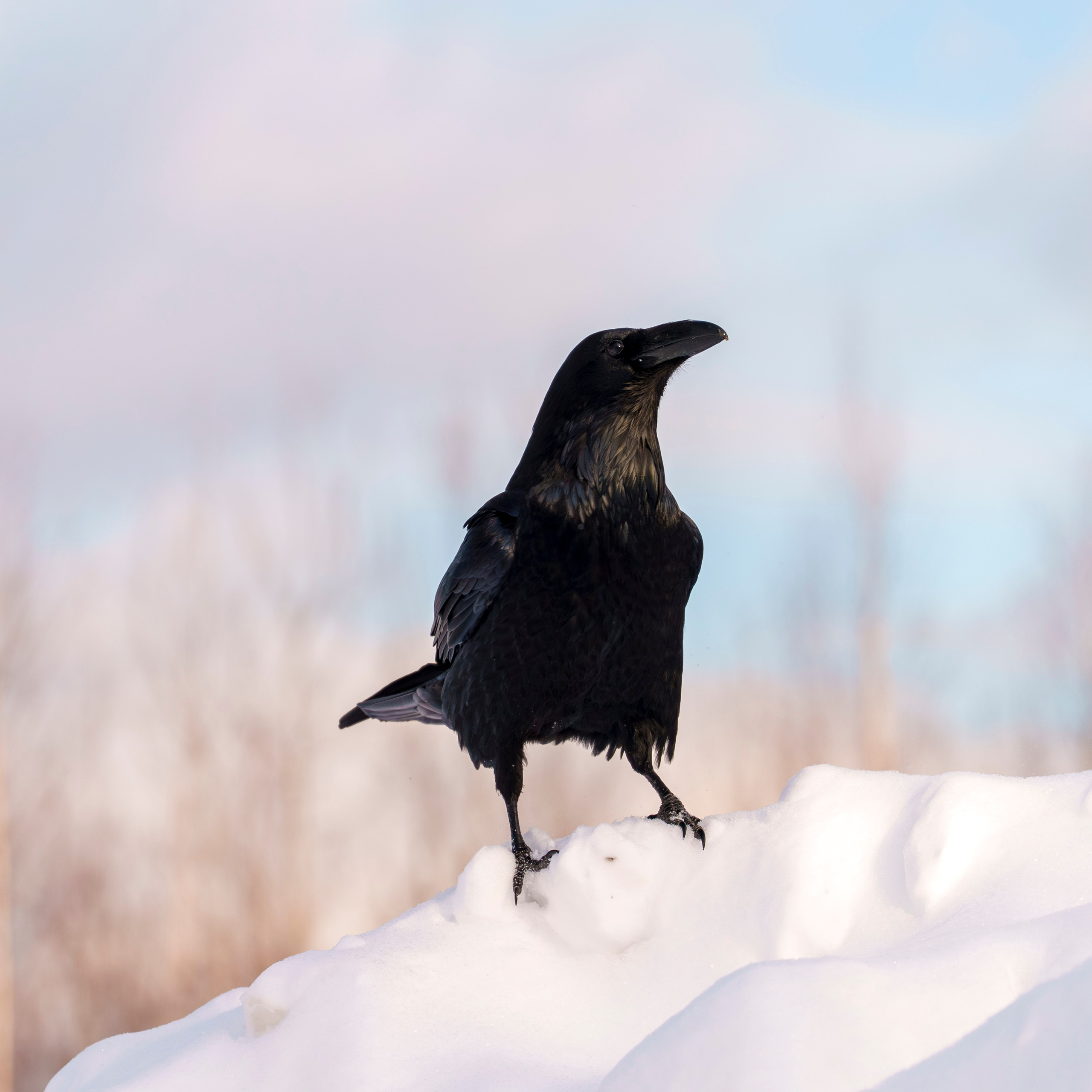 Animals — Животные