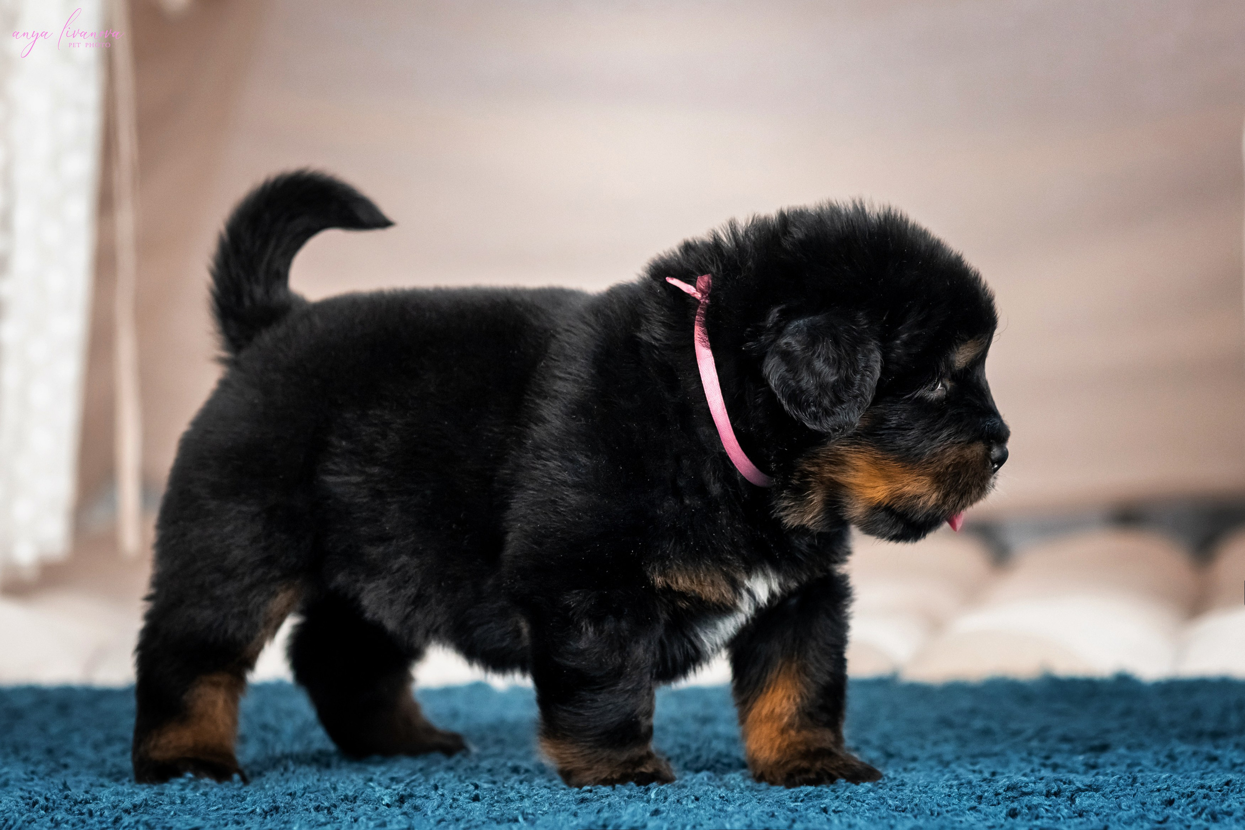 Тибеты. Фотограф анималист Аня Ливанова | Рыбинск