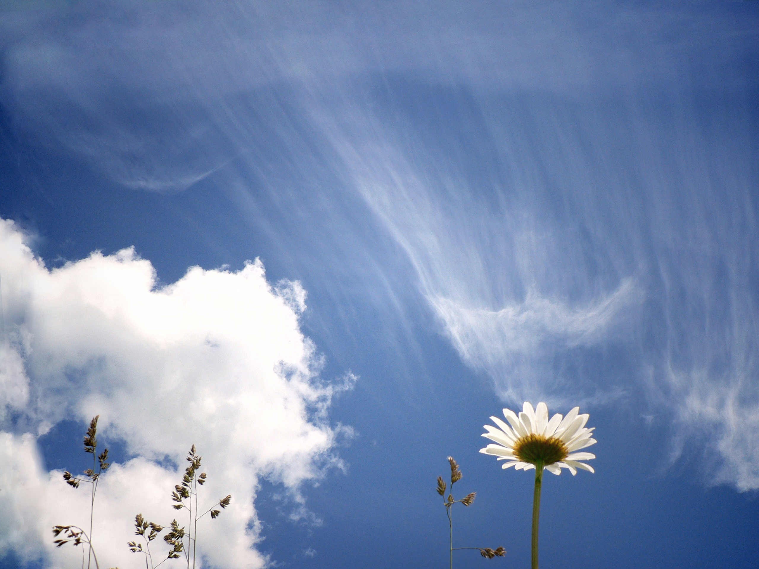 Средняя полоса. Свадебный и репортажный фотограф в Ярославле и Санкт-Петербурге Роман Микрюков