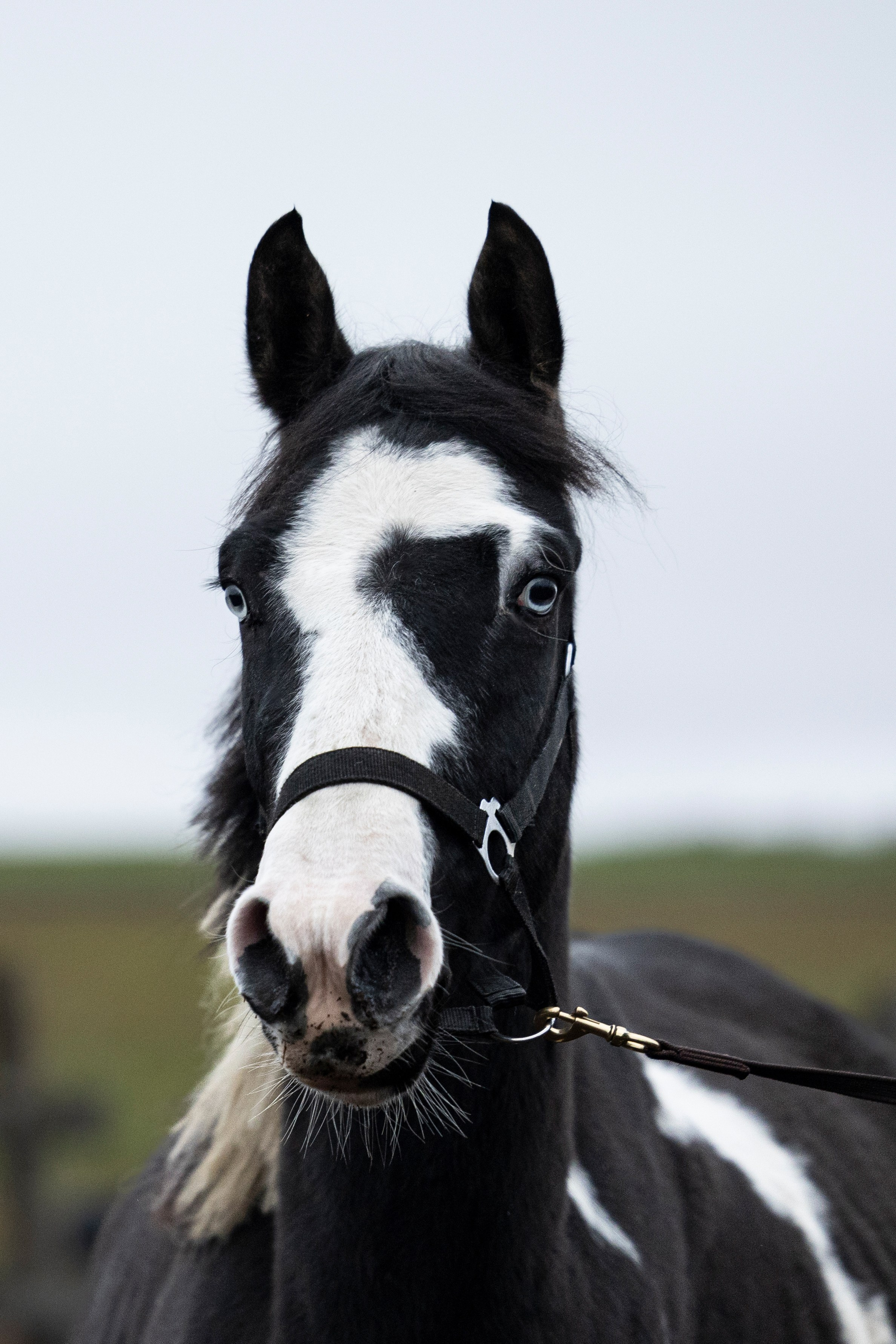 Дракарис и Кейси. Фотограф-анималист Анна Маринич