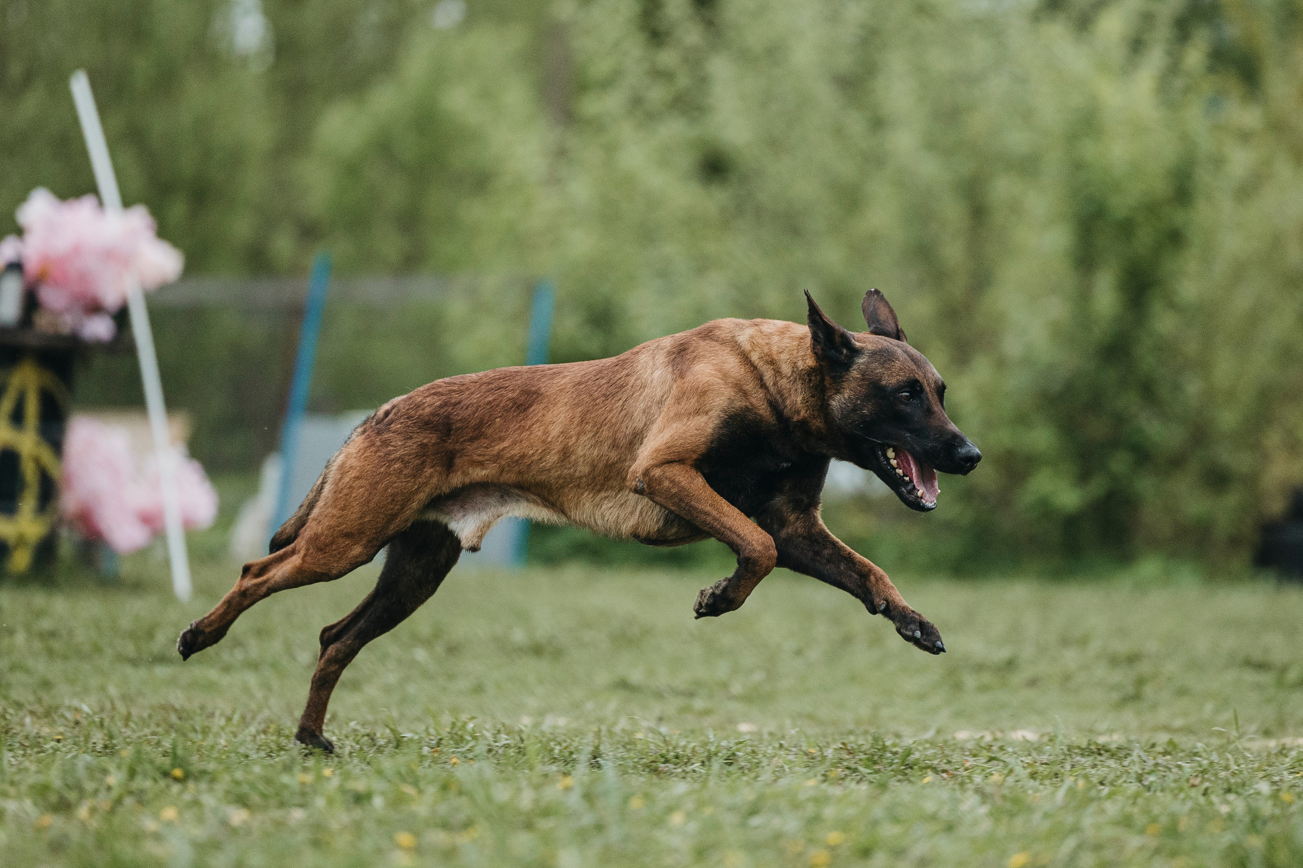 26.05.25 г. Пушкин квалификационные соревнования. Фотограф-анималист Анна Маринич