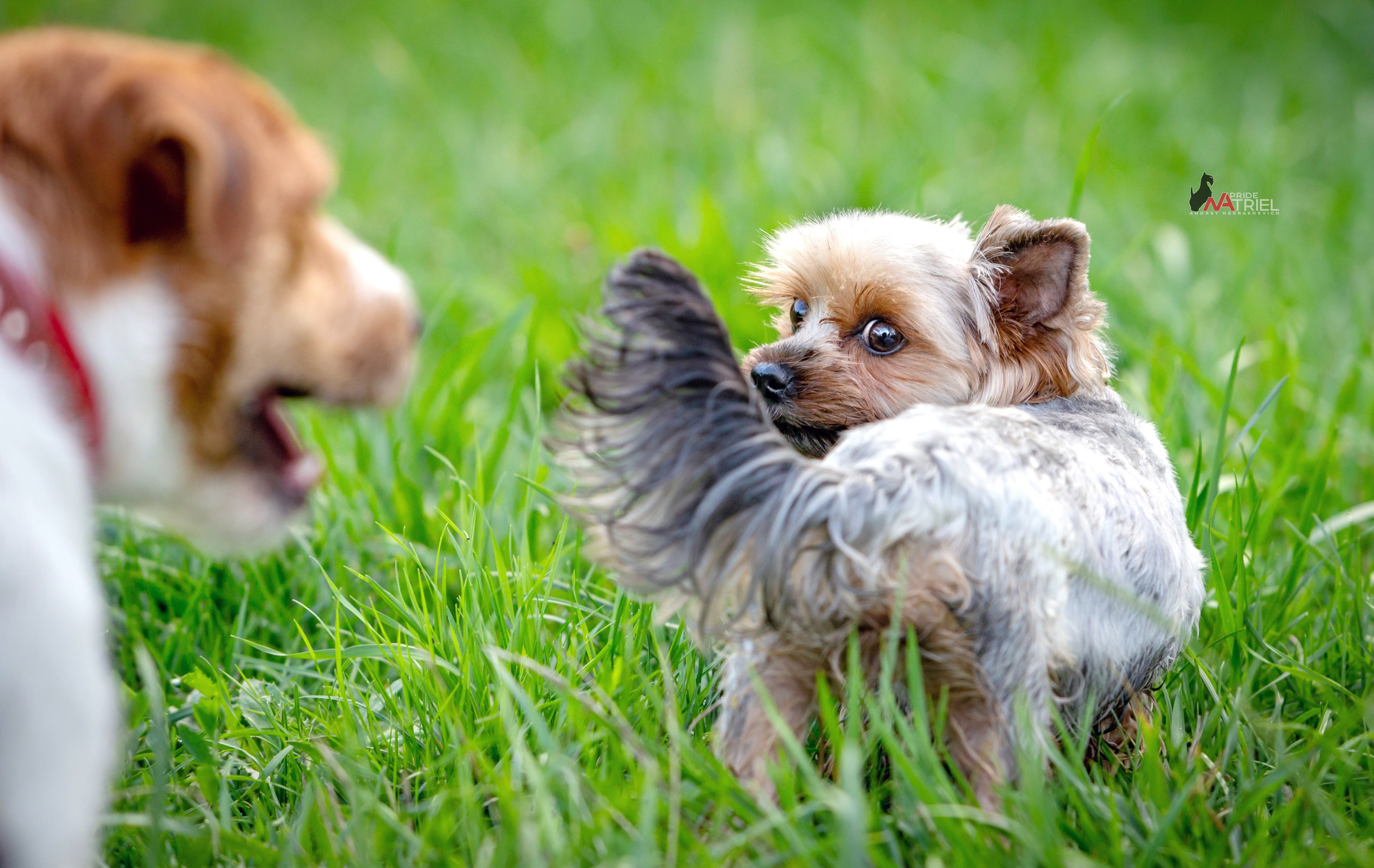 Йоркширский терьер Циля