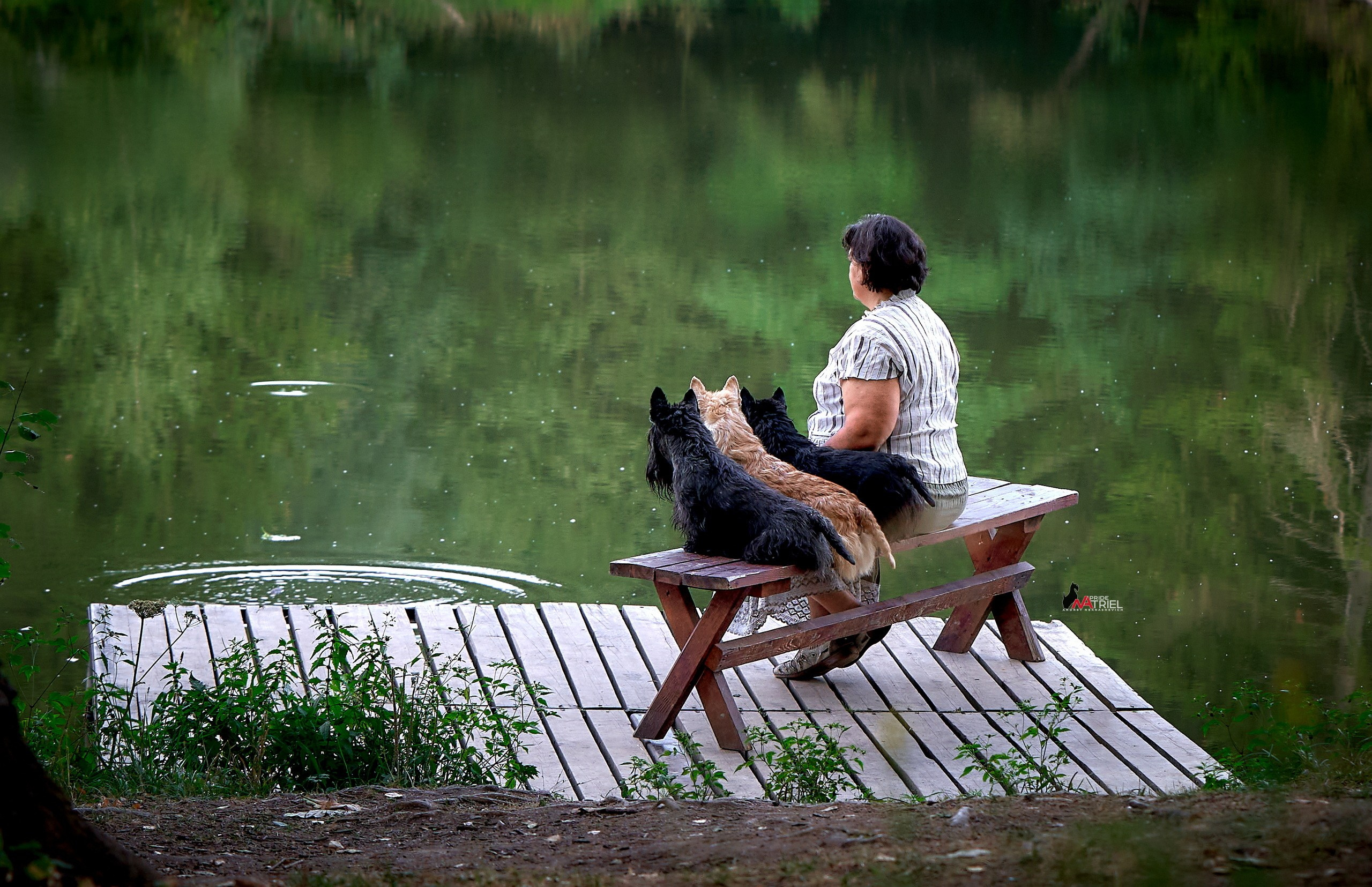 Собаки и Люди — галерея NATRIEL