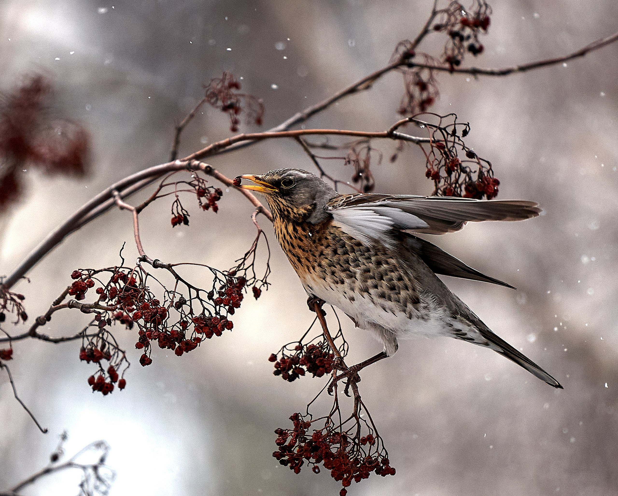 Фото птиц — галерея NATRIEL