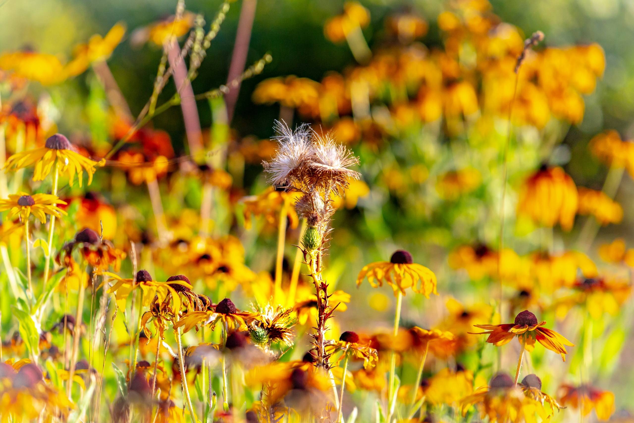 Лютики-цветочки — галерея NATRIEL