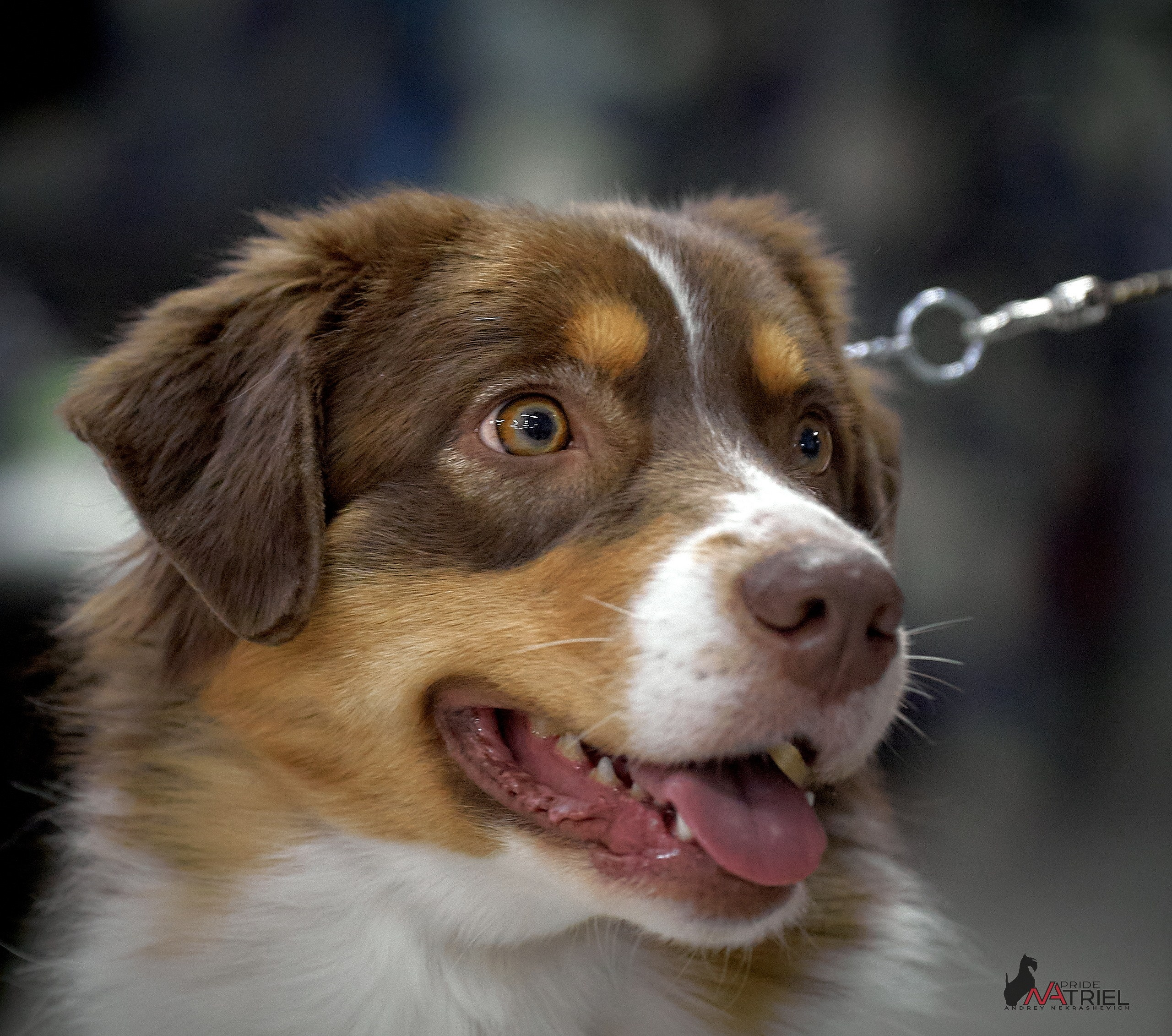 Портреты собак — галерея NATRIEL