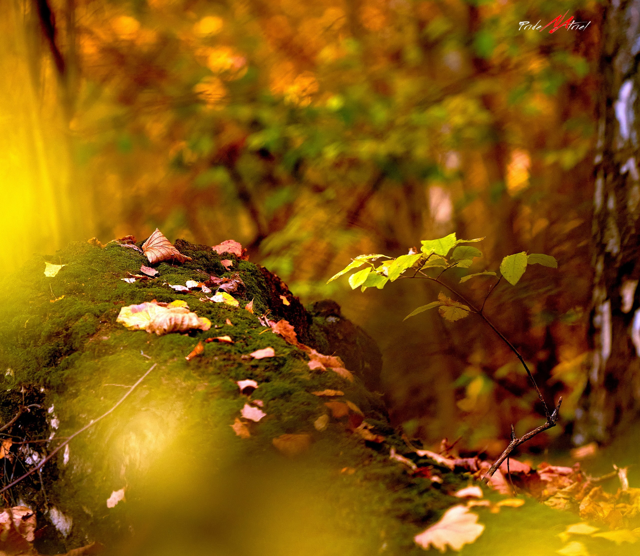 Пейзаж — галерея NATRIEL